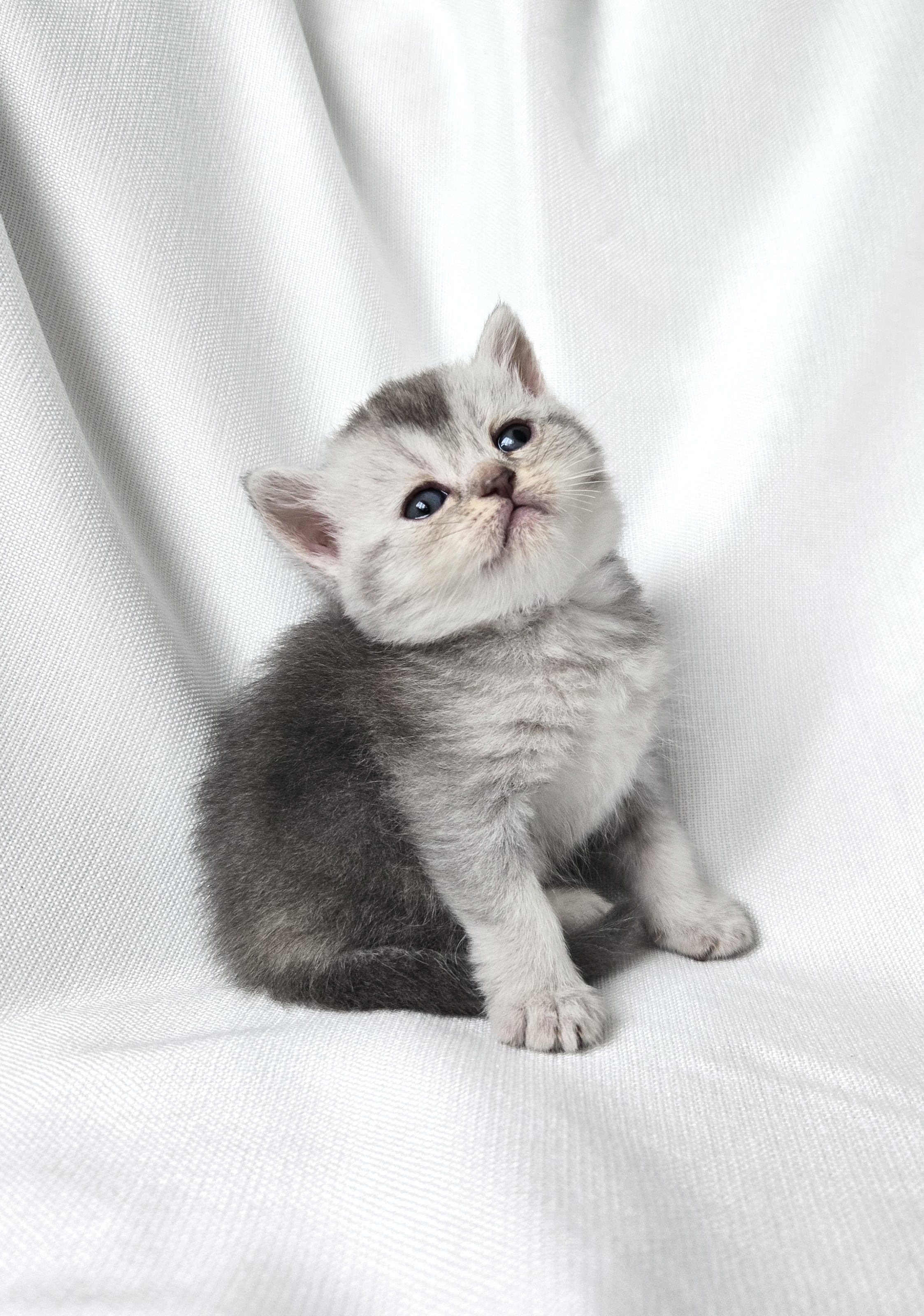 Scottish Straight femelle Grise et Blanche #1