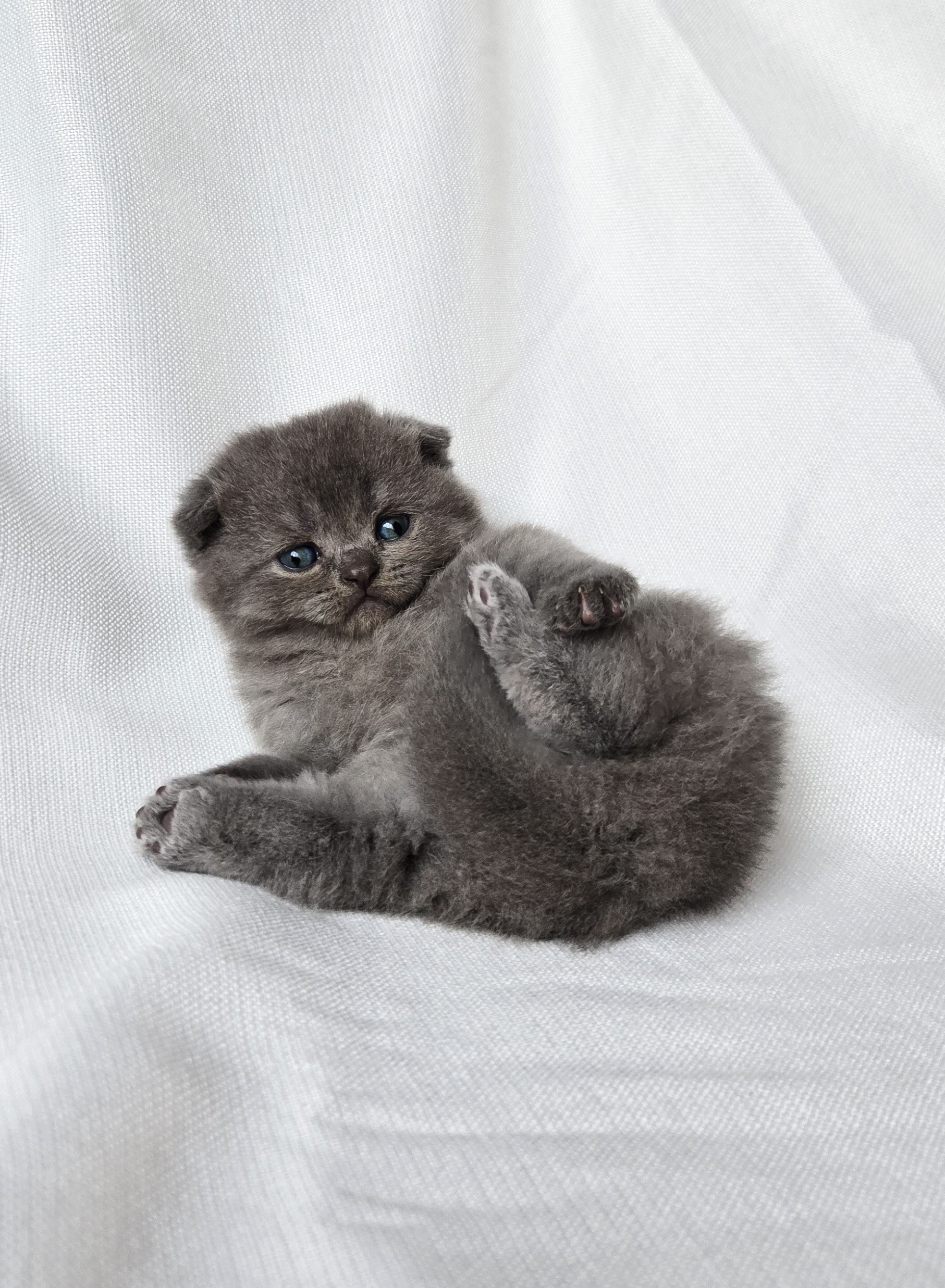 Scottish Fold femelle Bleue 