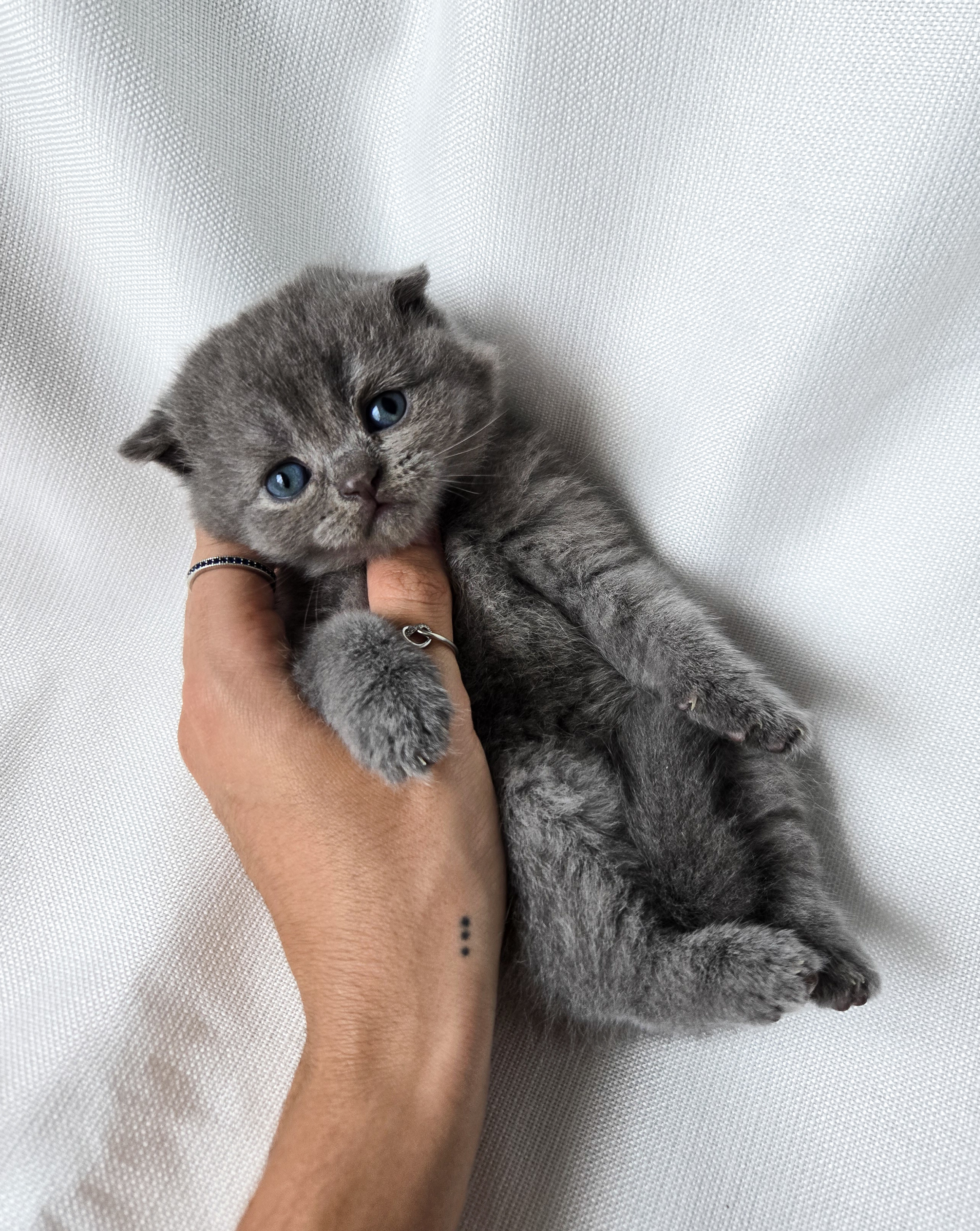 Scottish Fold femelle Bleue 