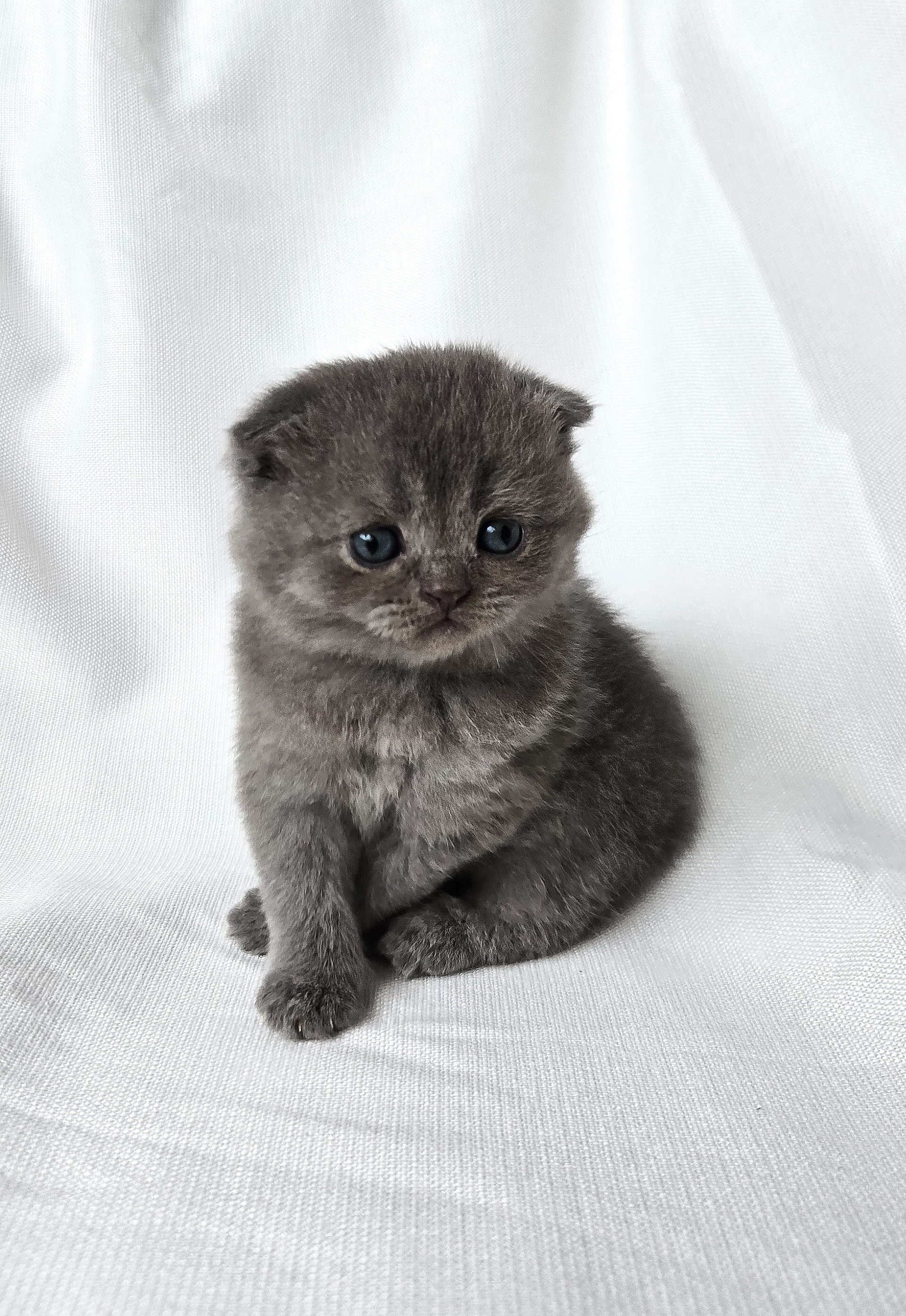 Scottish Fold femelle Bleue 