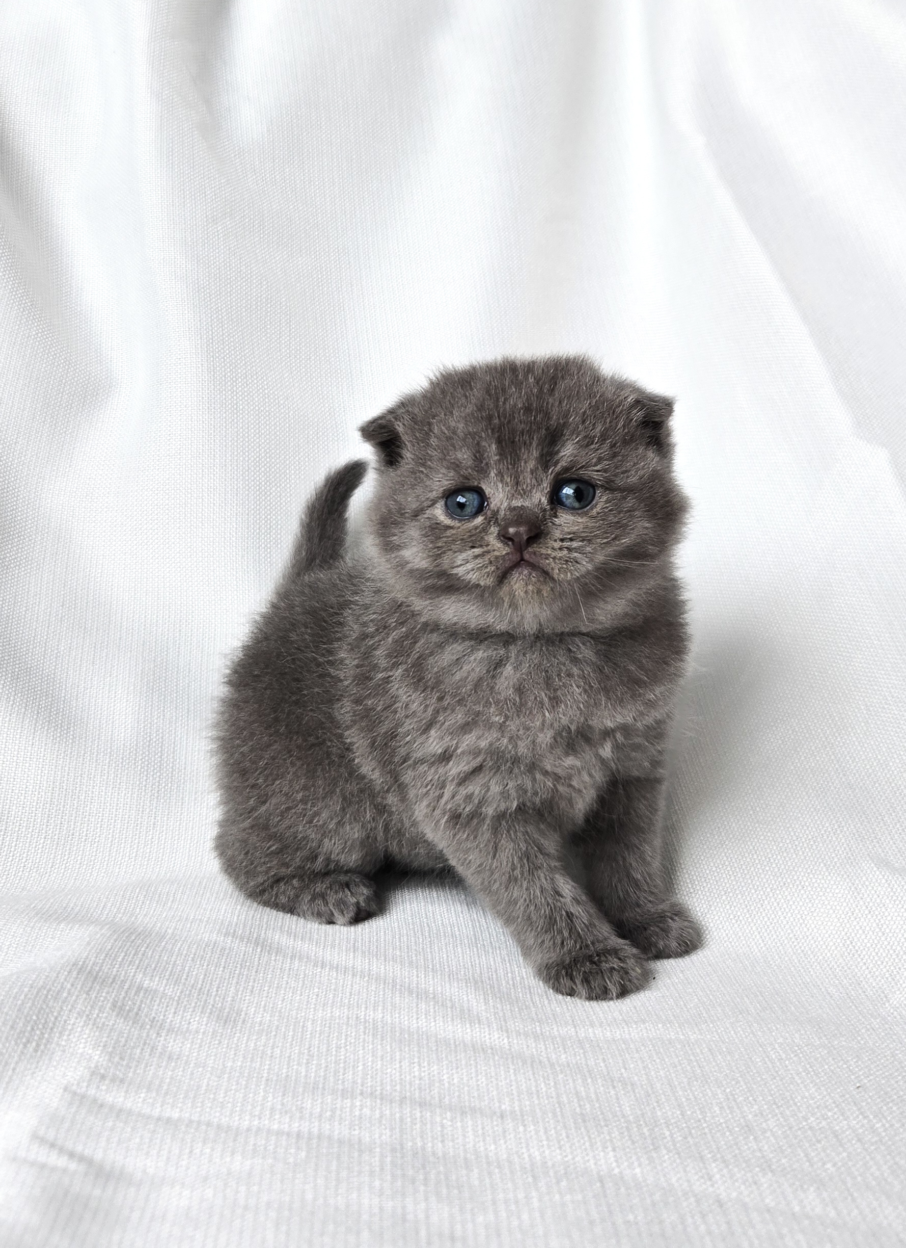 Scottish Fold femelle Bleue 