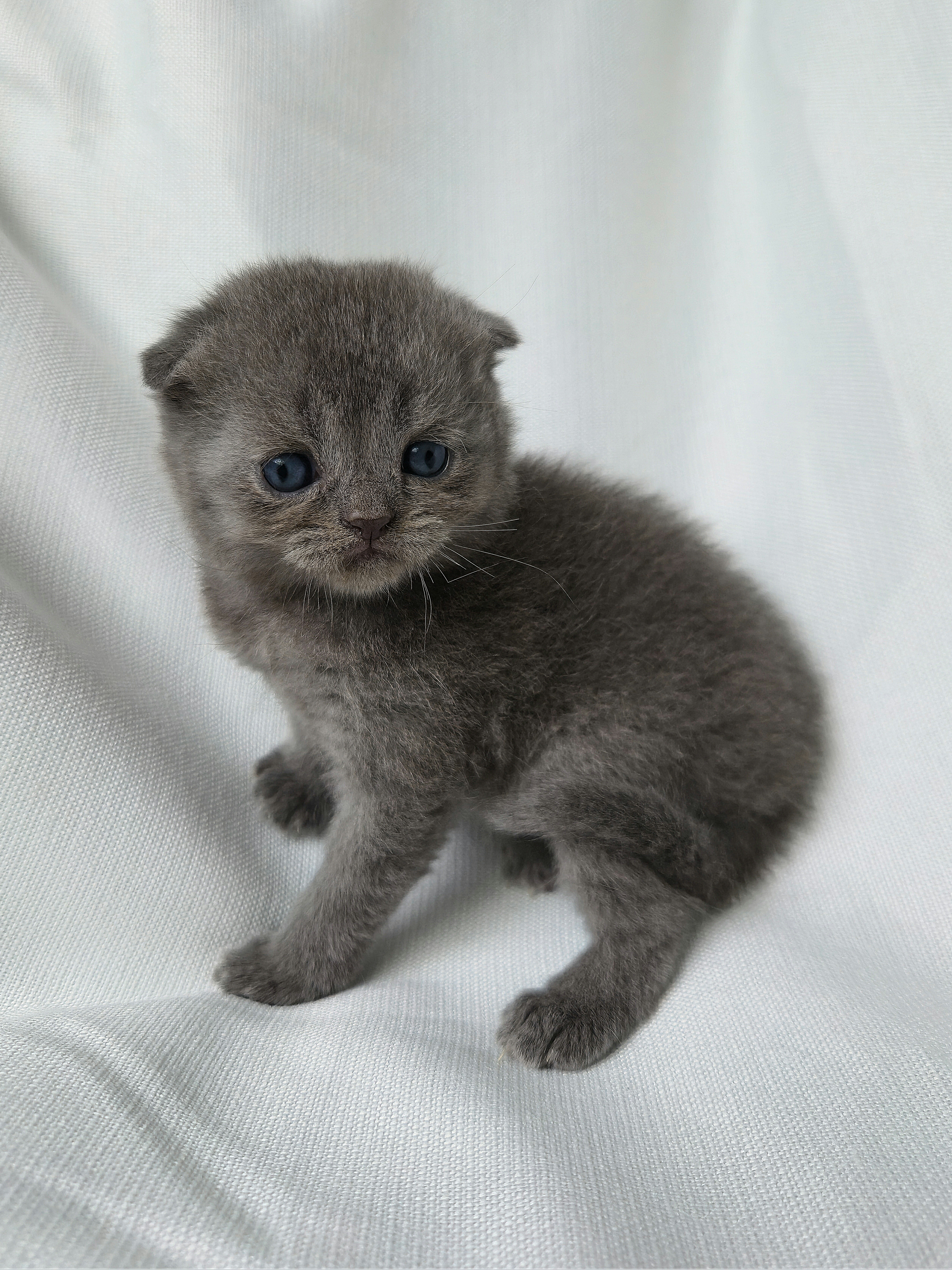 Scottish Fold mâle Bleu