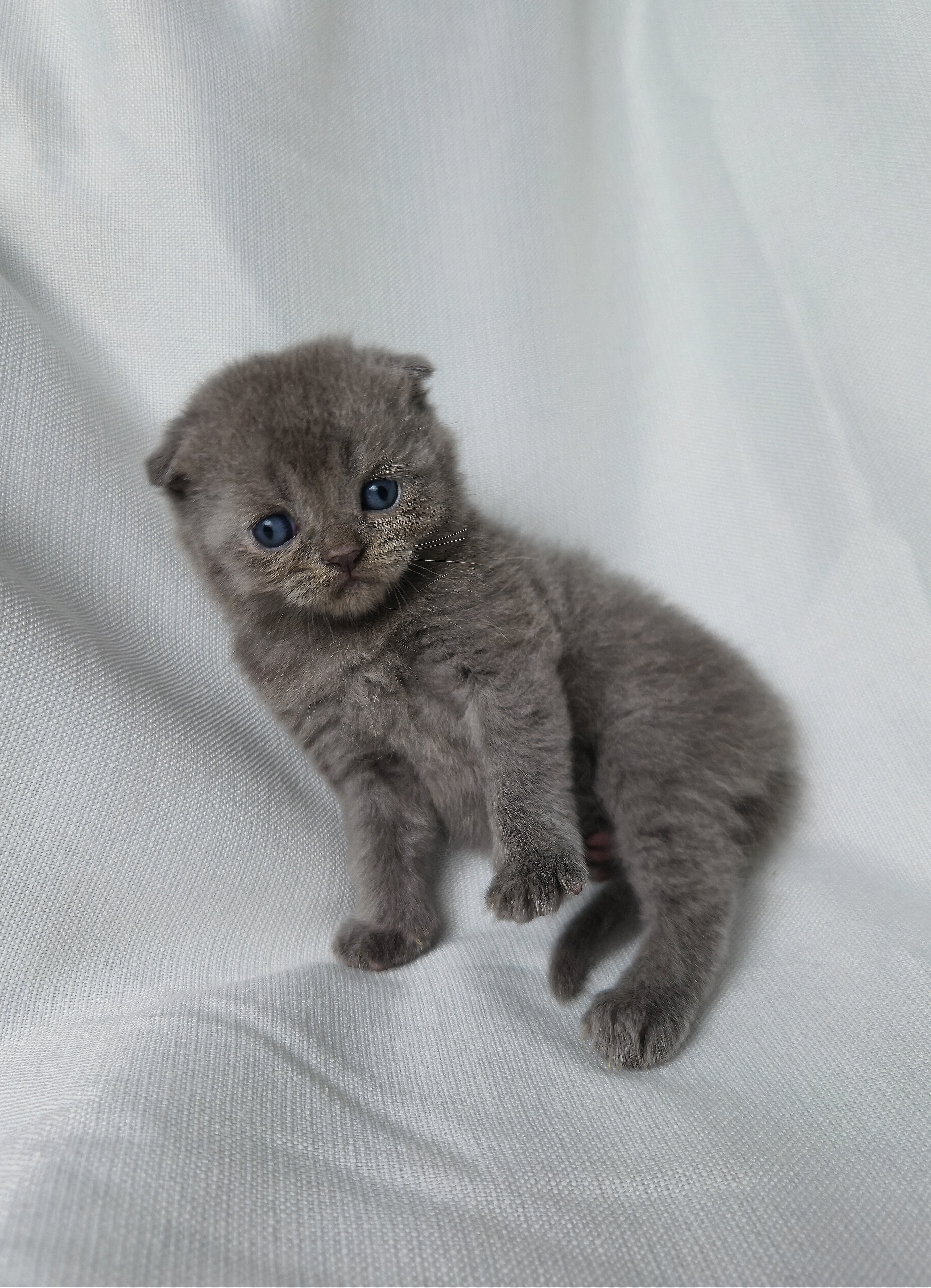 Scottish Fold mâle Bleu