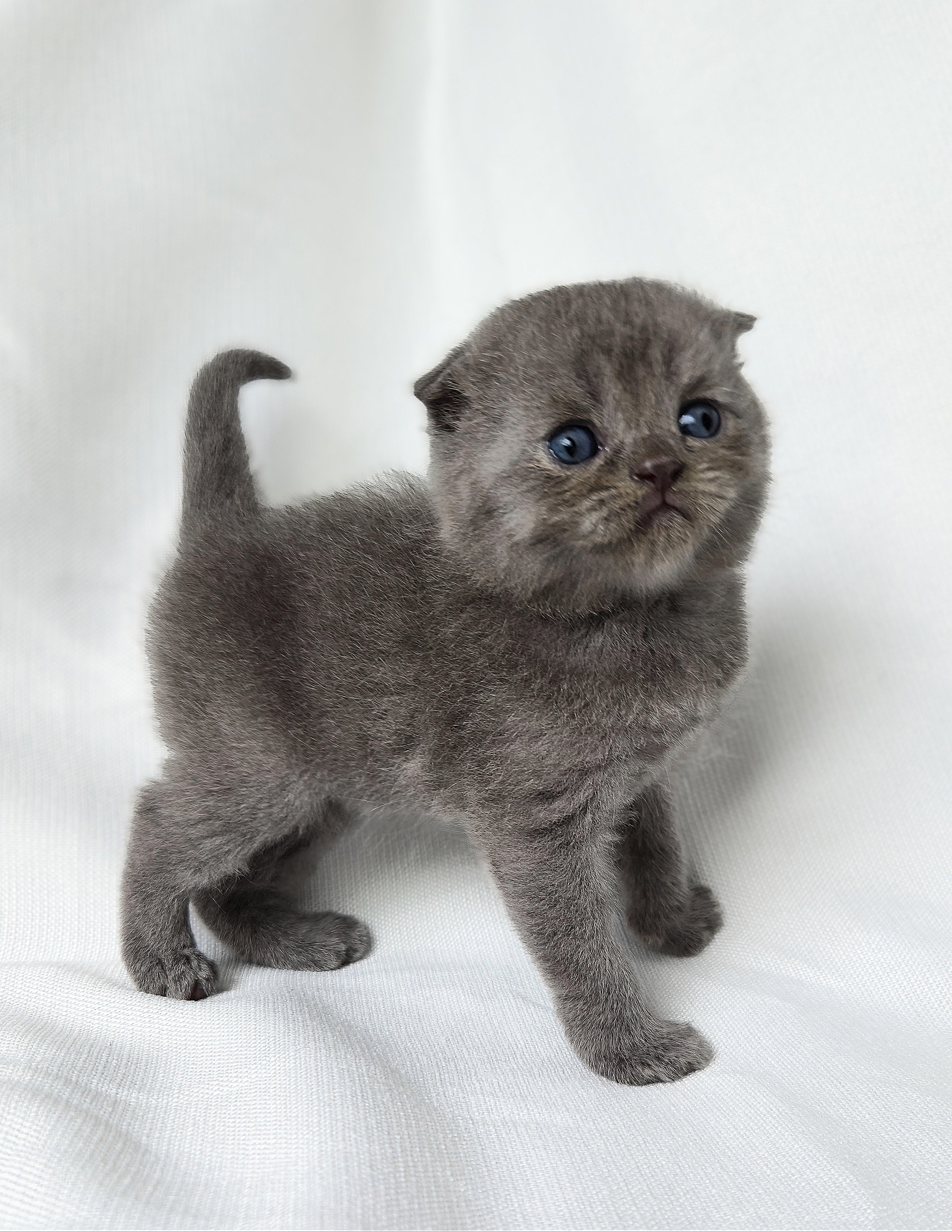 Scottish Fold mâle Bleu