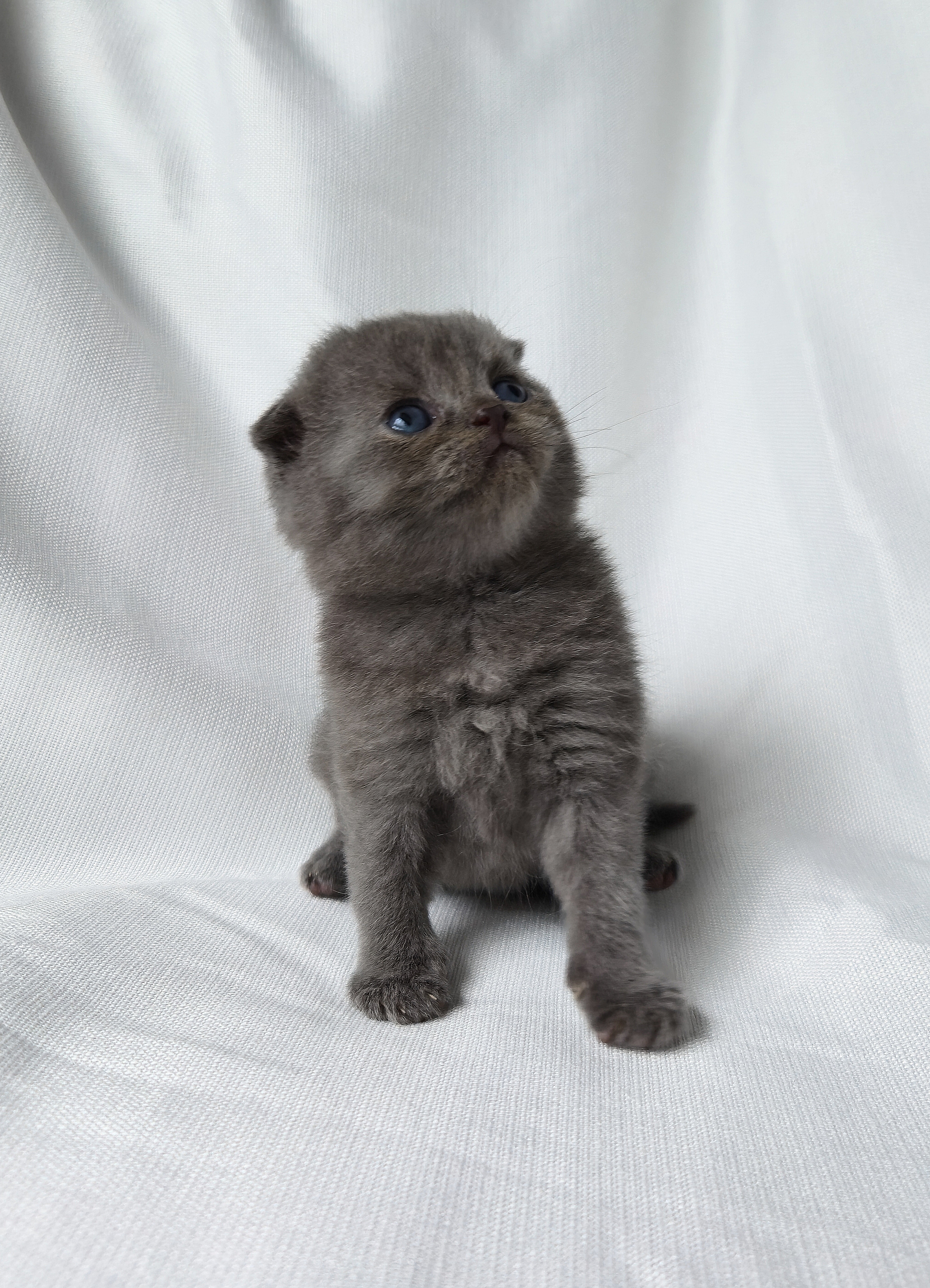 Scottish Fold mâle Bleu
