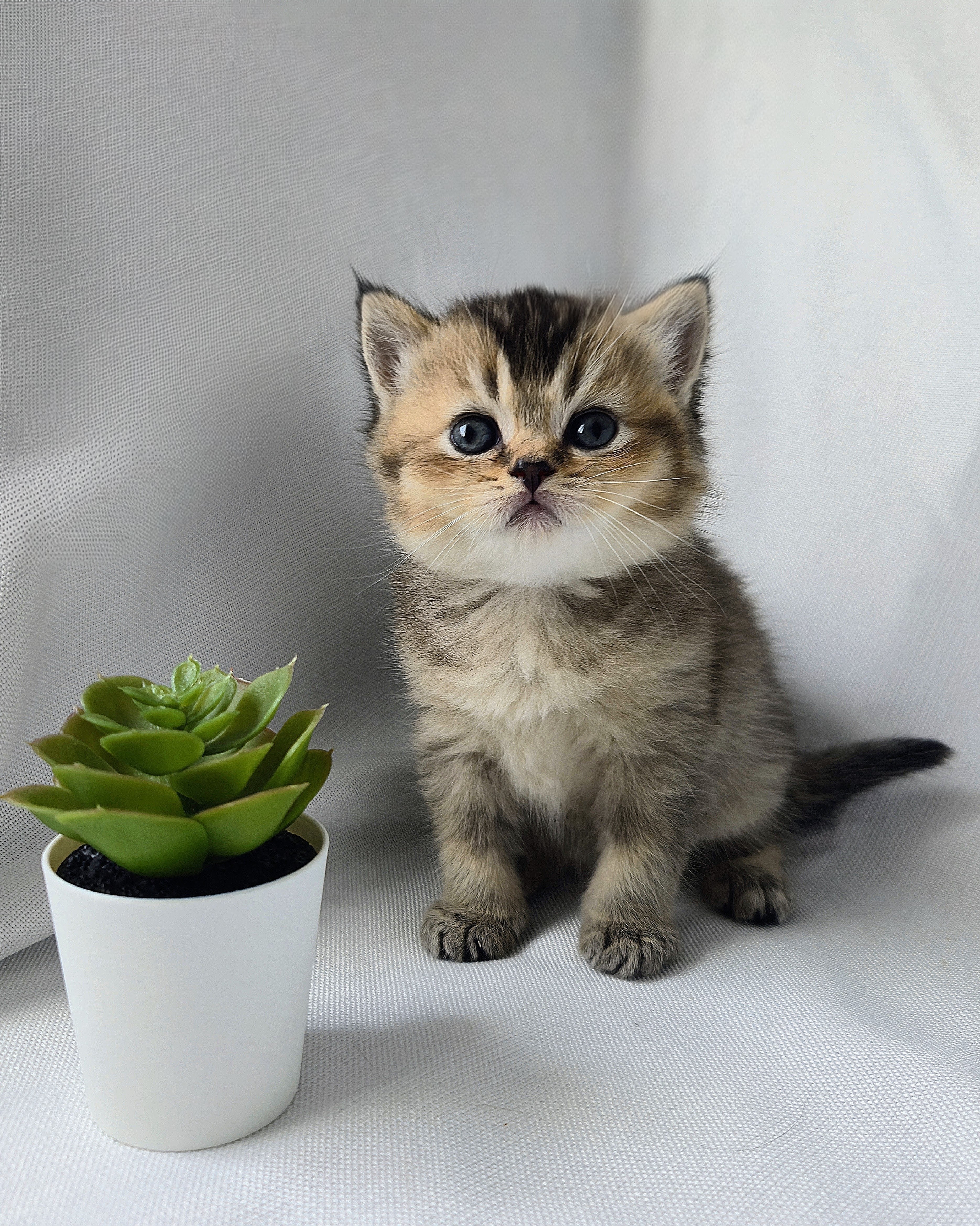 Scottish Straight mâle - Brown Golden shaded