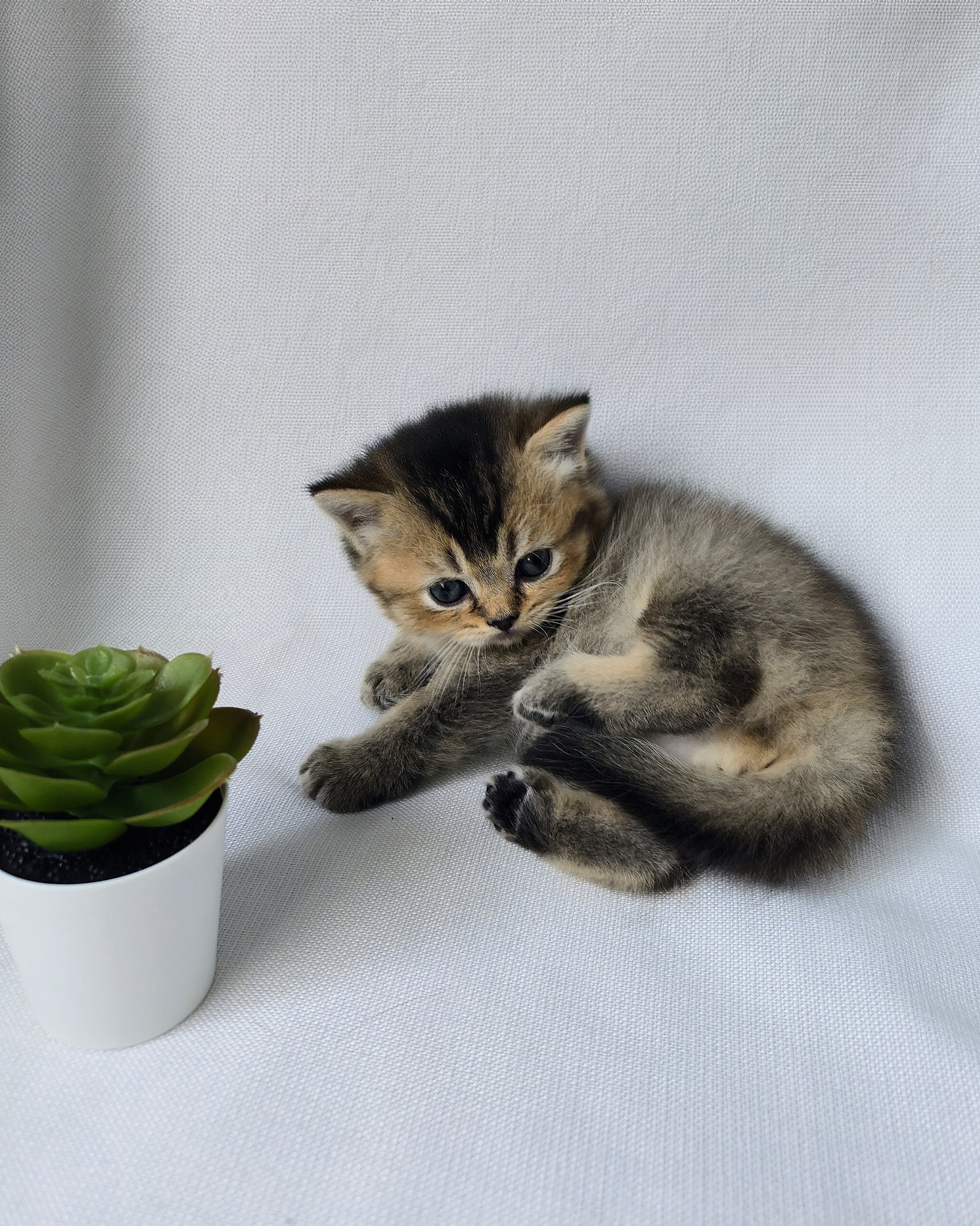 Scottish Straight mâle - Brown Golden shaded