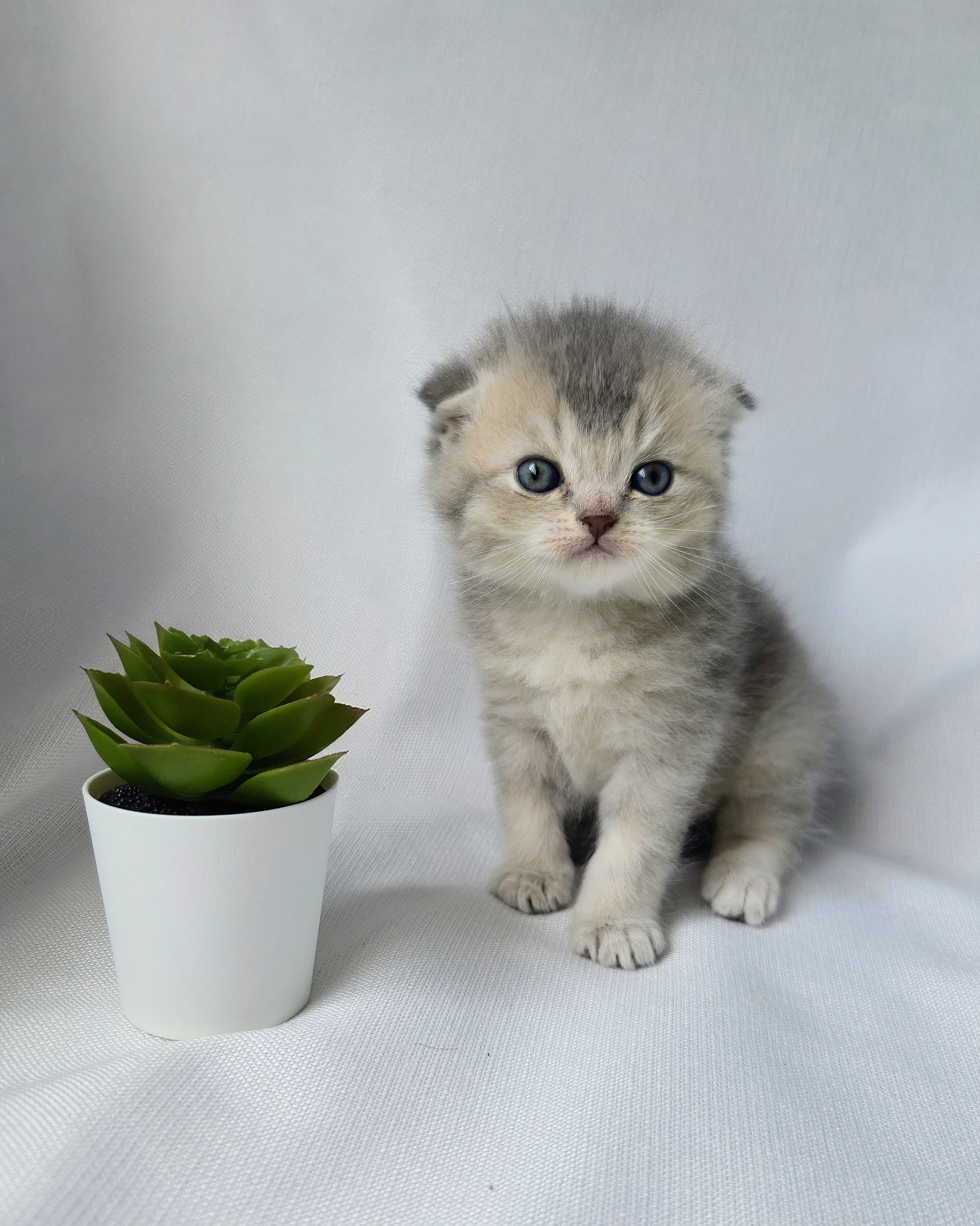 Scottish Fold mâle - Blue Cream