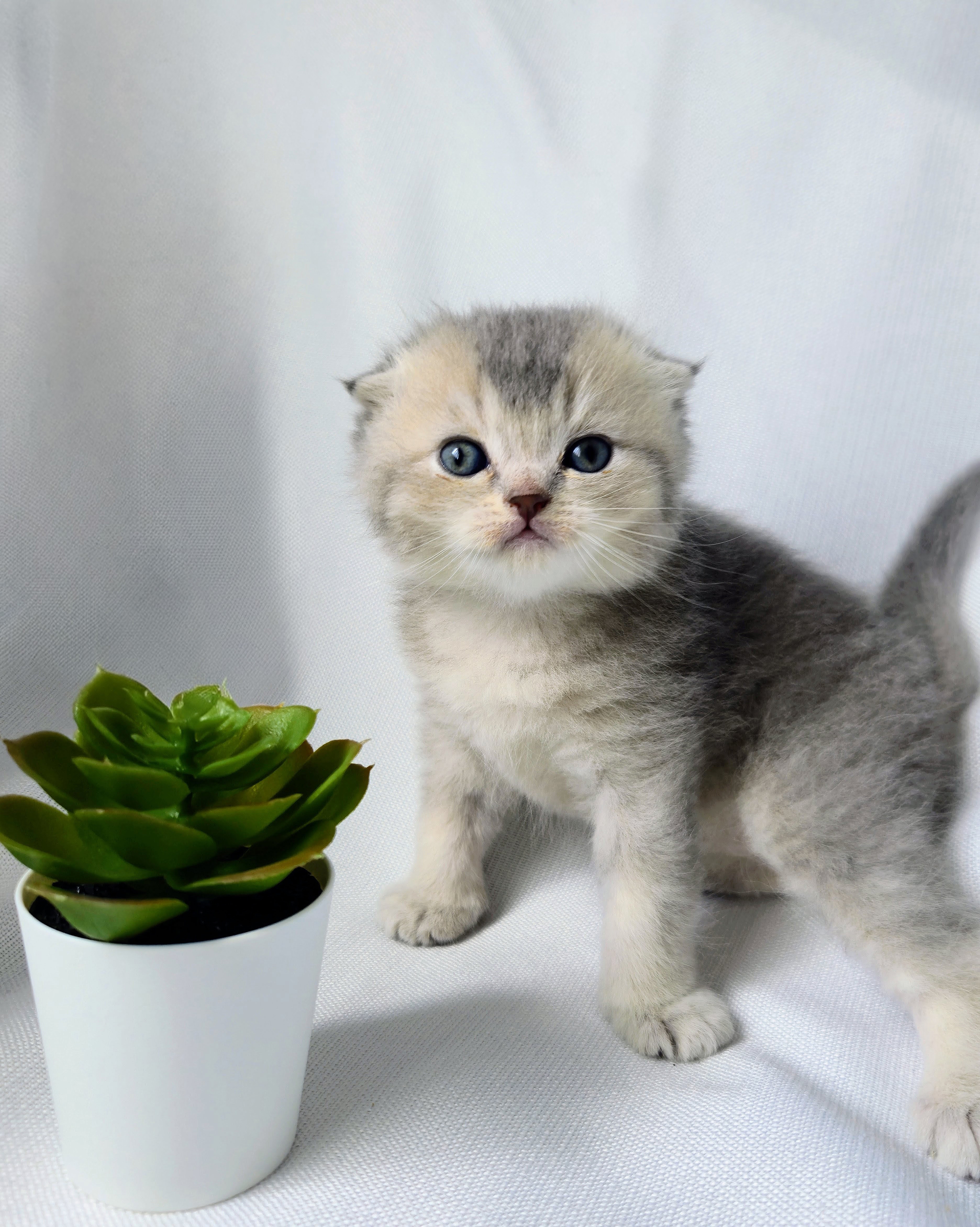 Scottish Fold mâle - Blue Cream