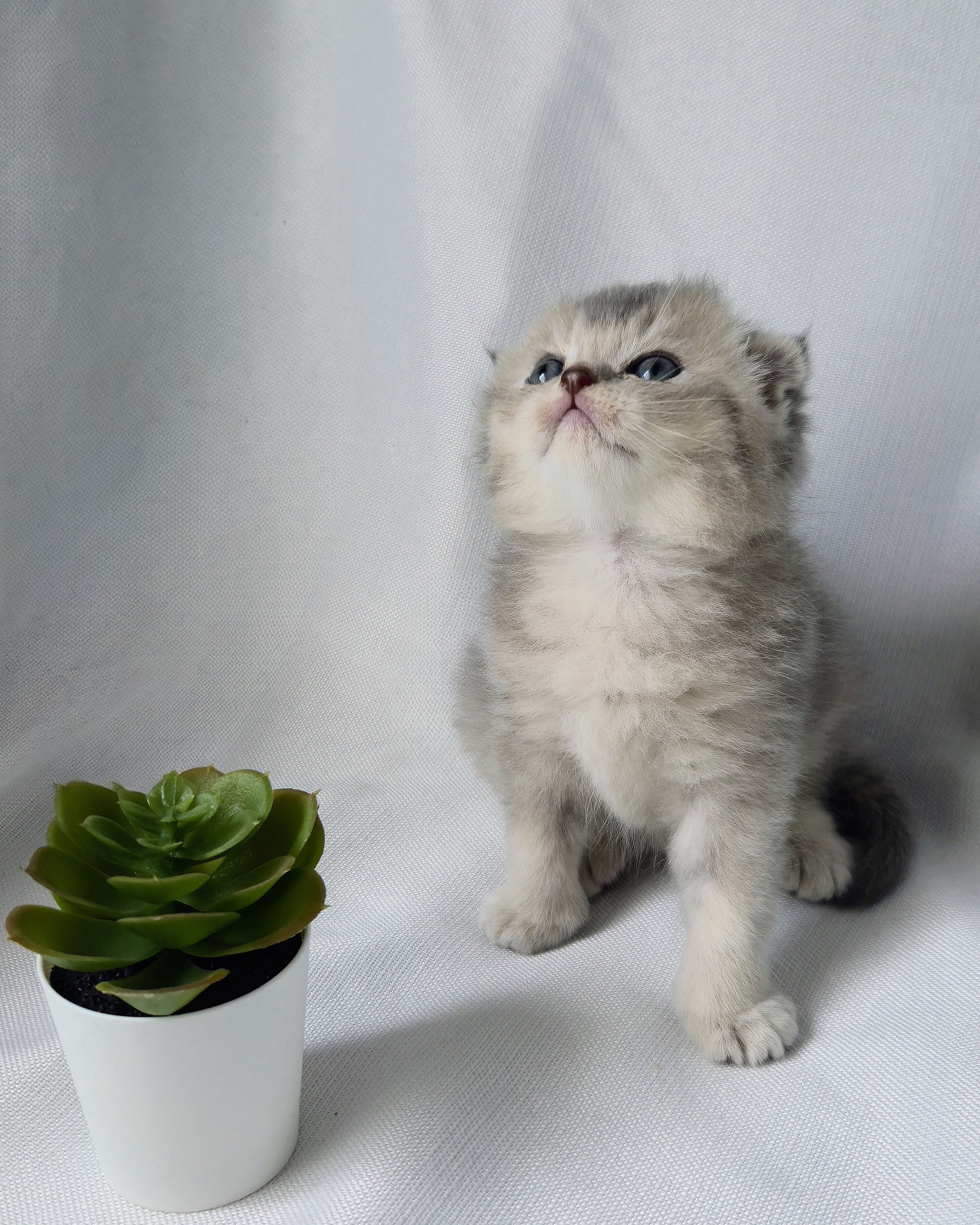 Scottish Fold mâle - Blue Cream