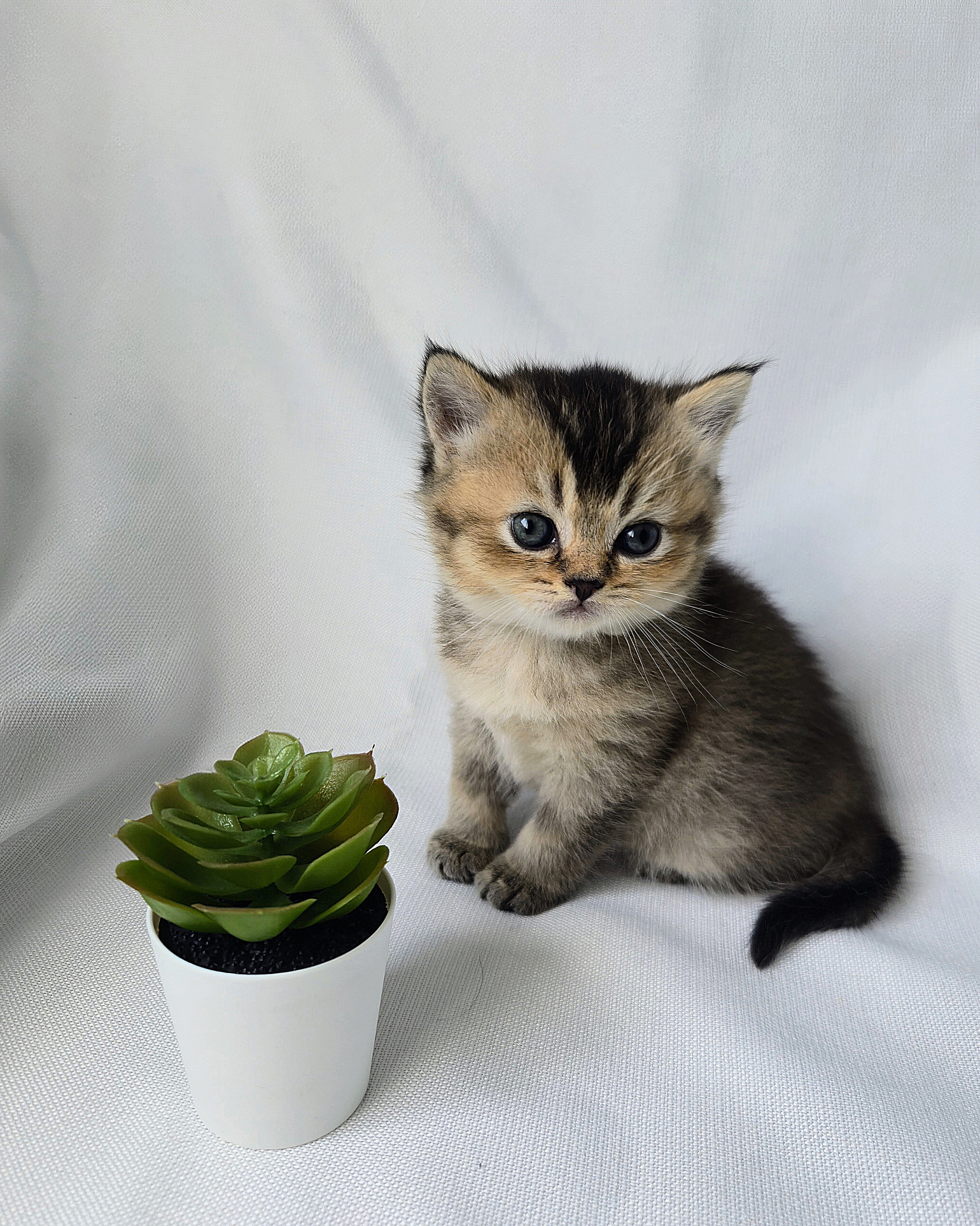 Scottish Straight mâle - Brown Golden shaded