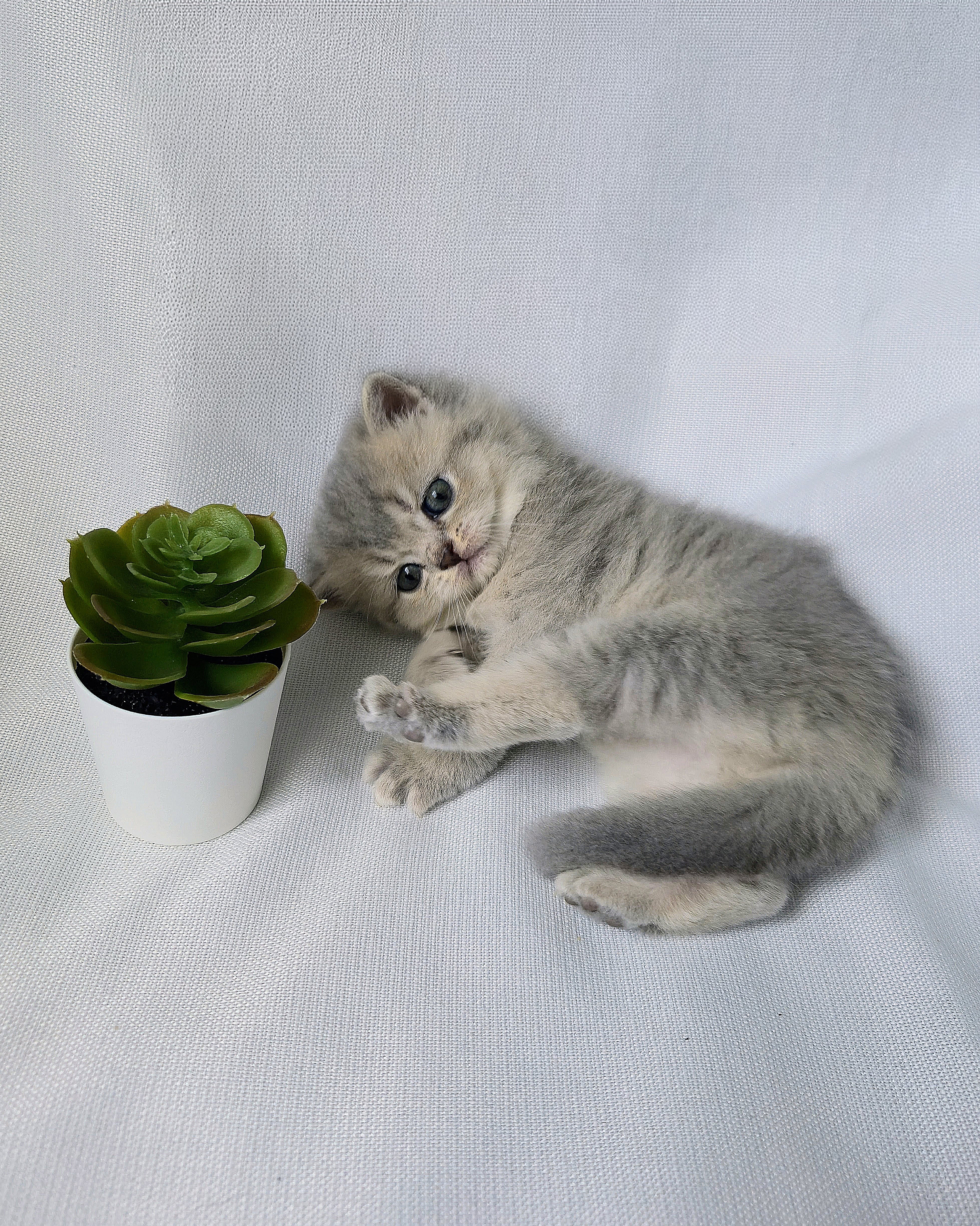 Scottish Straight femelle - Blue Cream