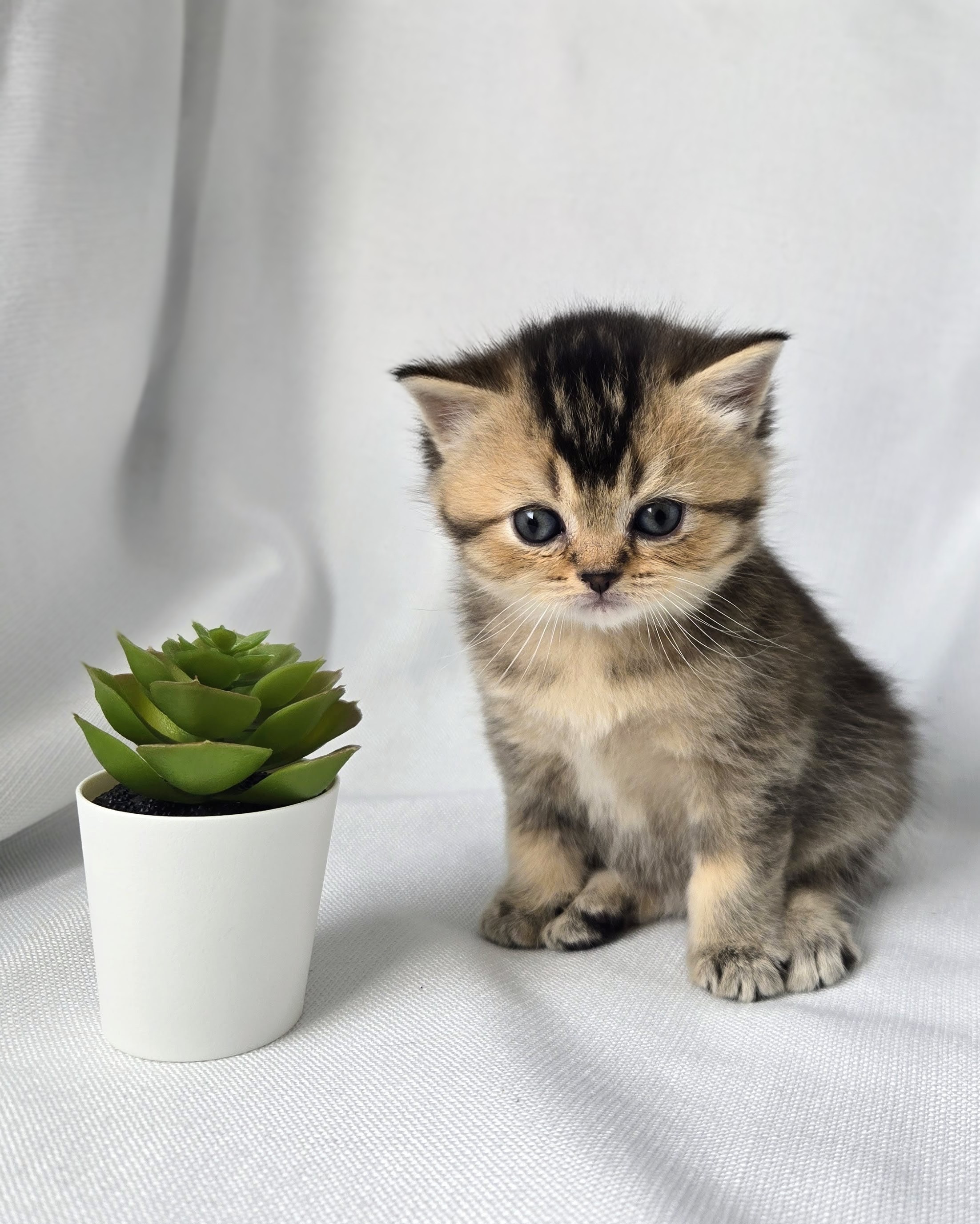 Scottish Straight femelle - Brown Golden shaded