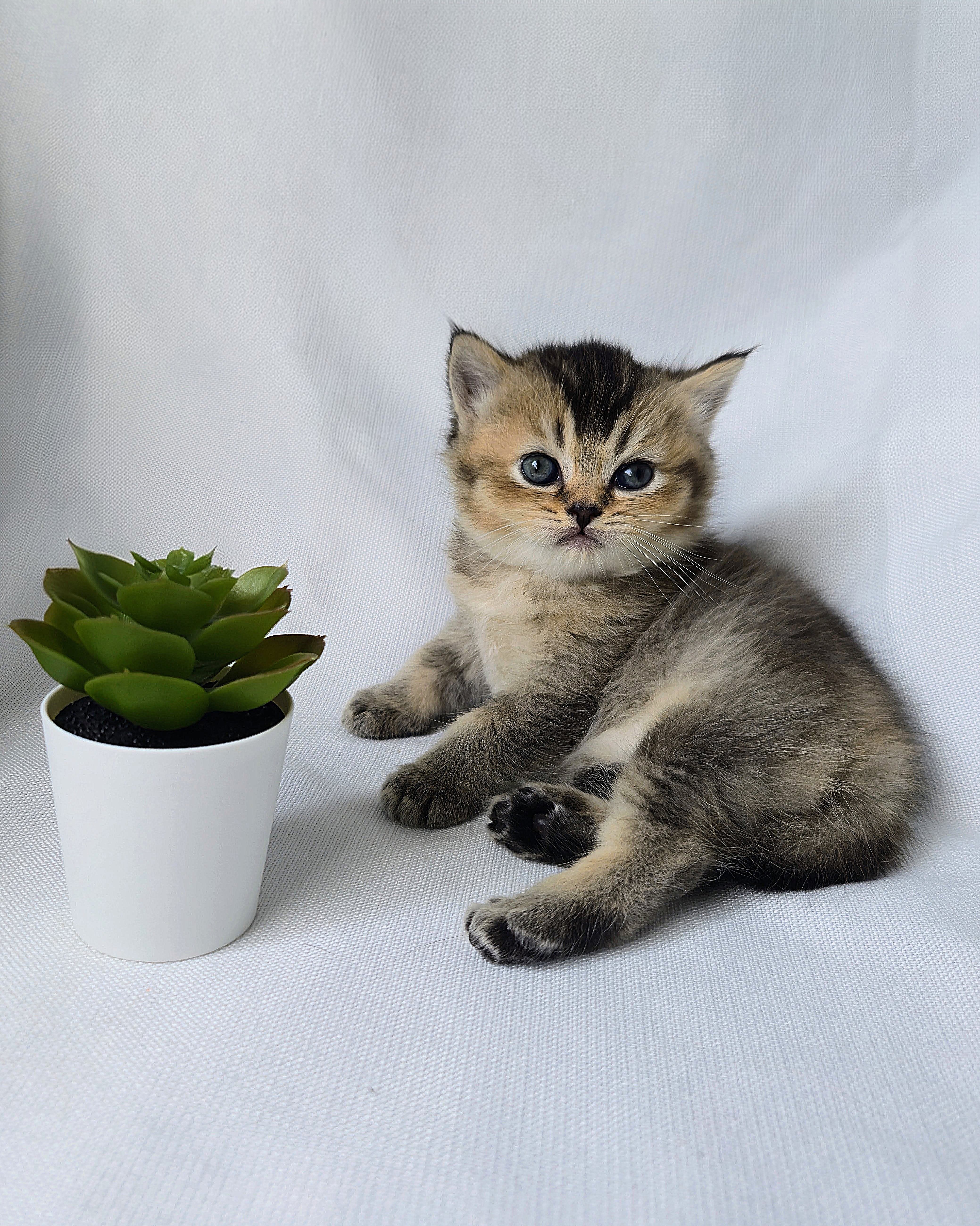 Scottish Straight mâle - Brown Golden shaded