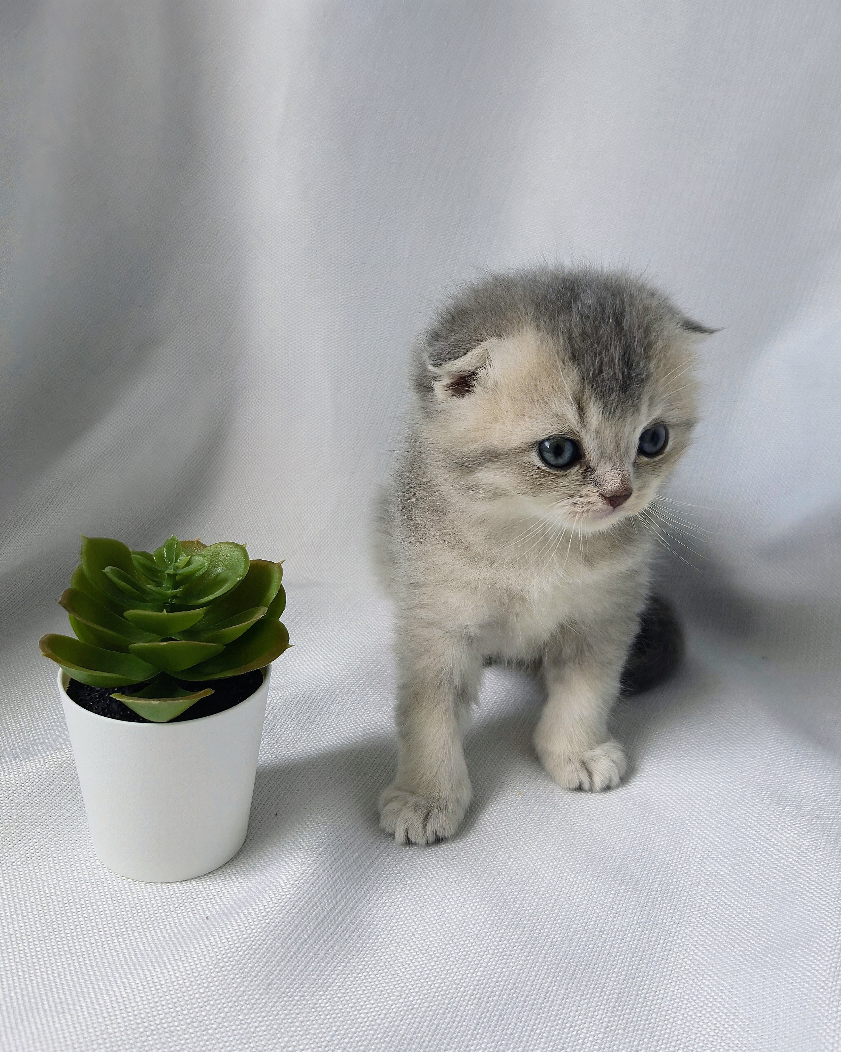 Scottish Fold mâle - Blue Cream