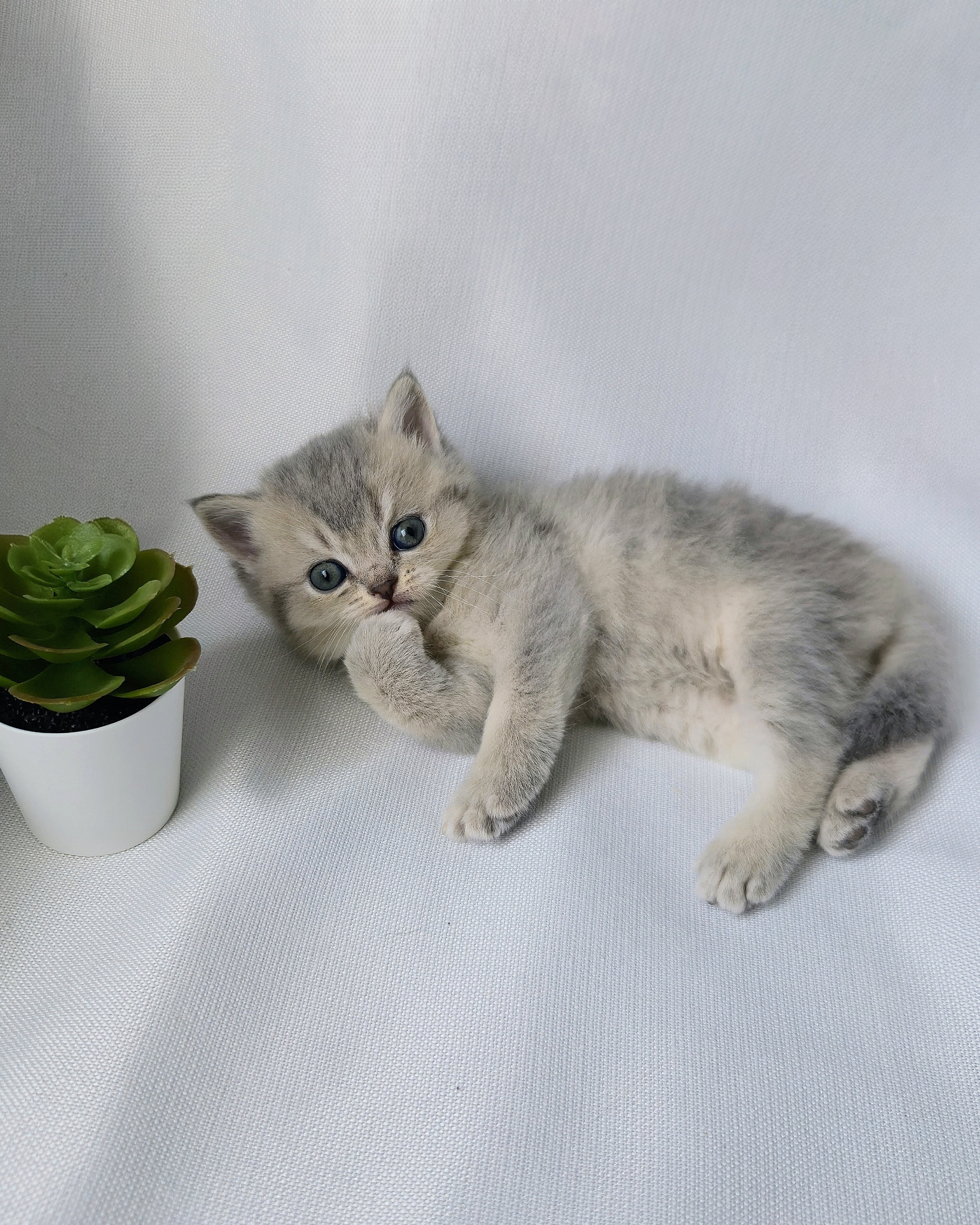 Scottish Straight femelle - Blue Cream