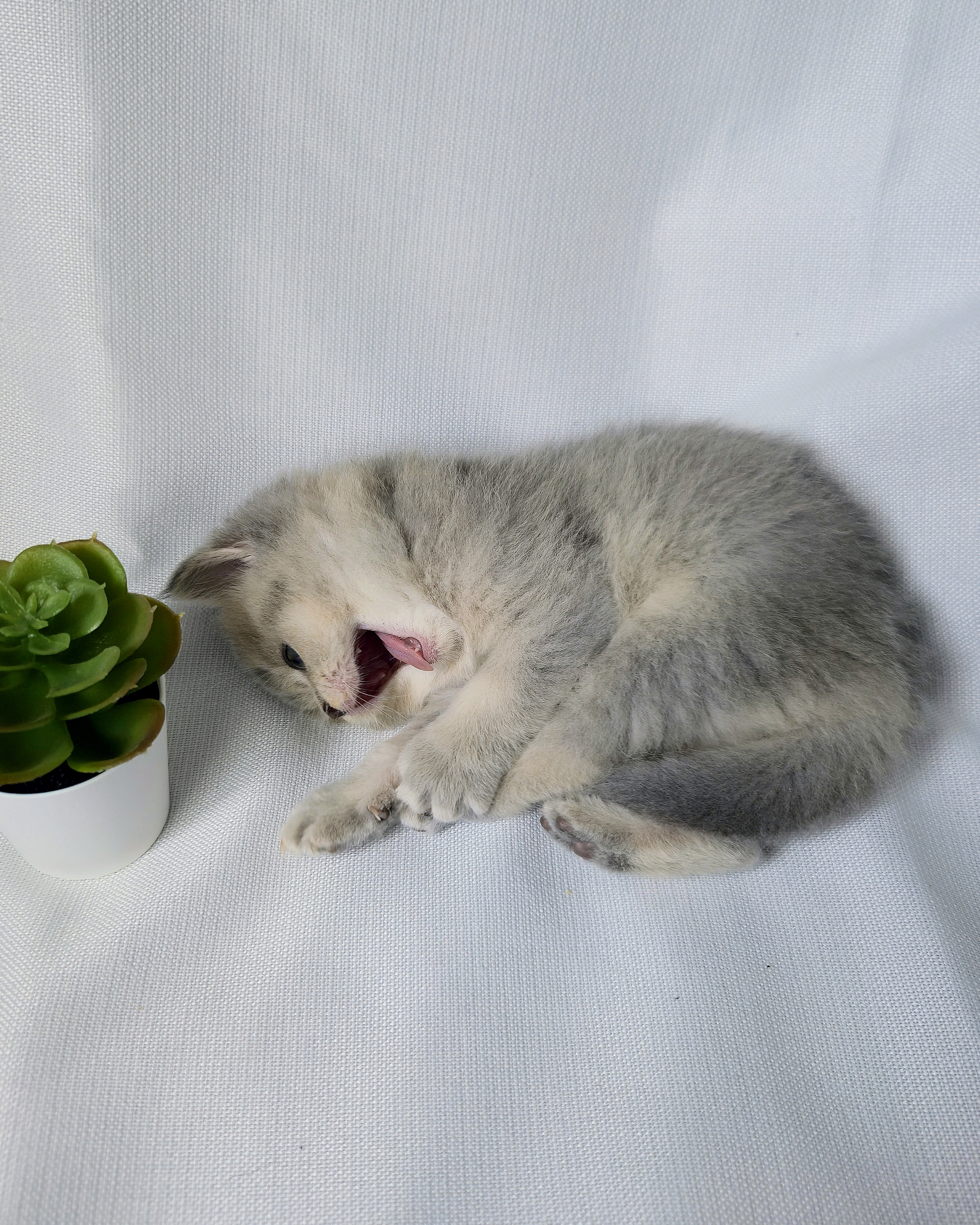 Scottish Straight femelle - Blue Cream