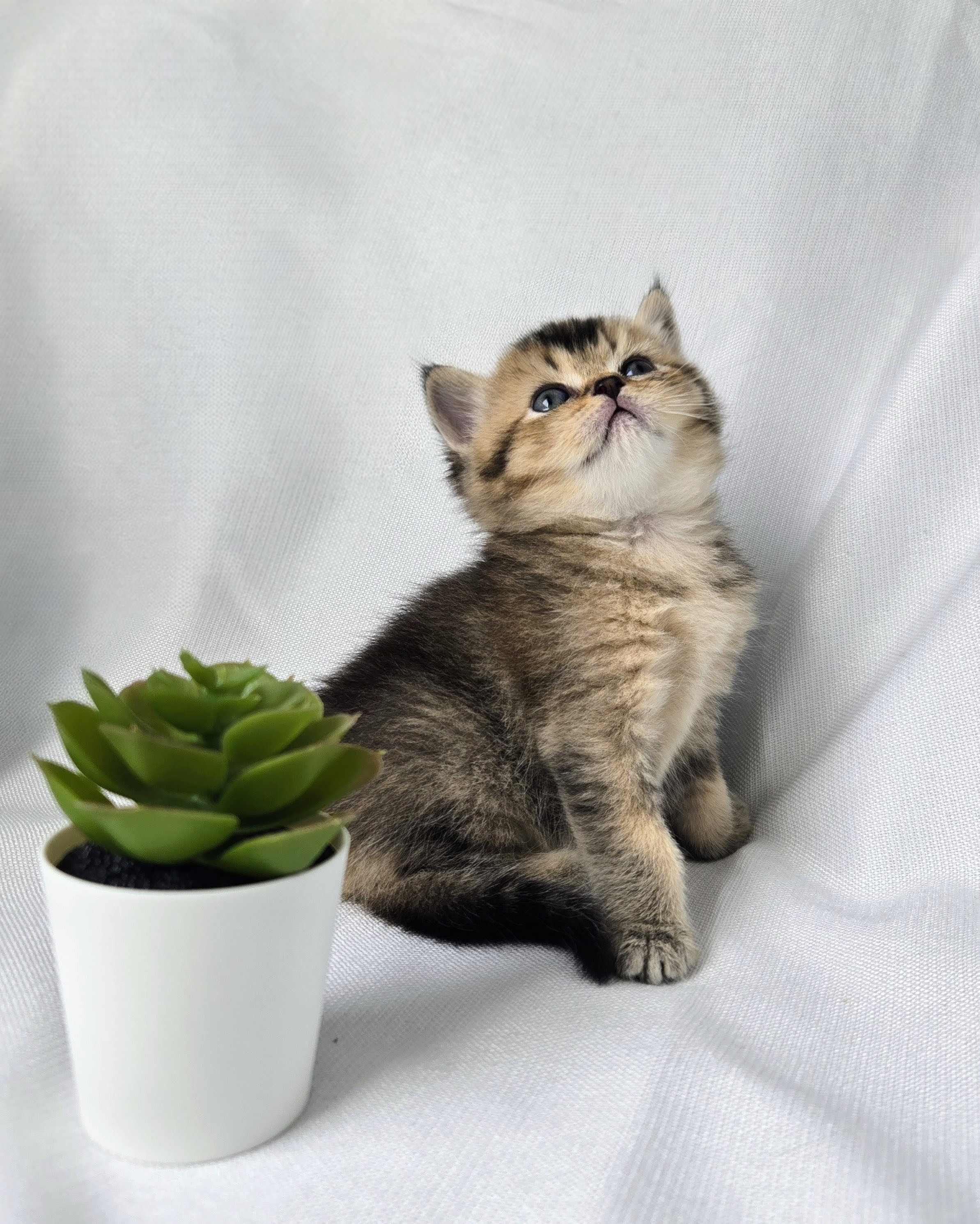 Scottish Straight femelle - Brown Golden shaded