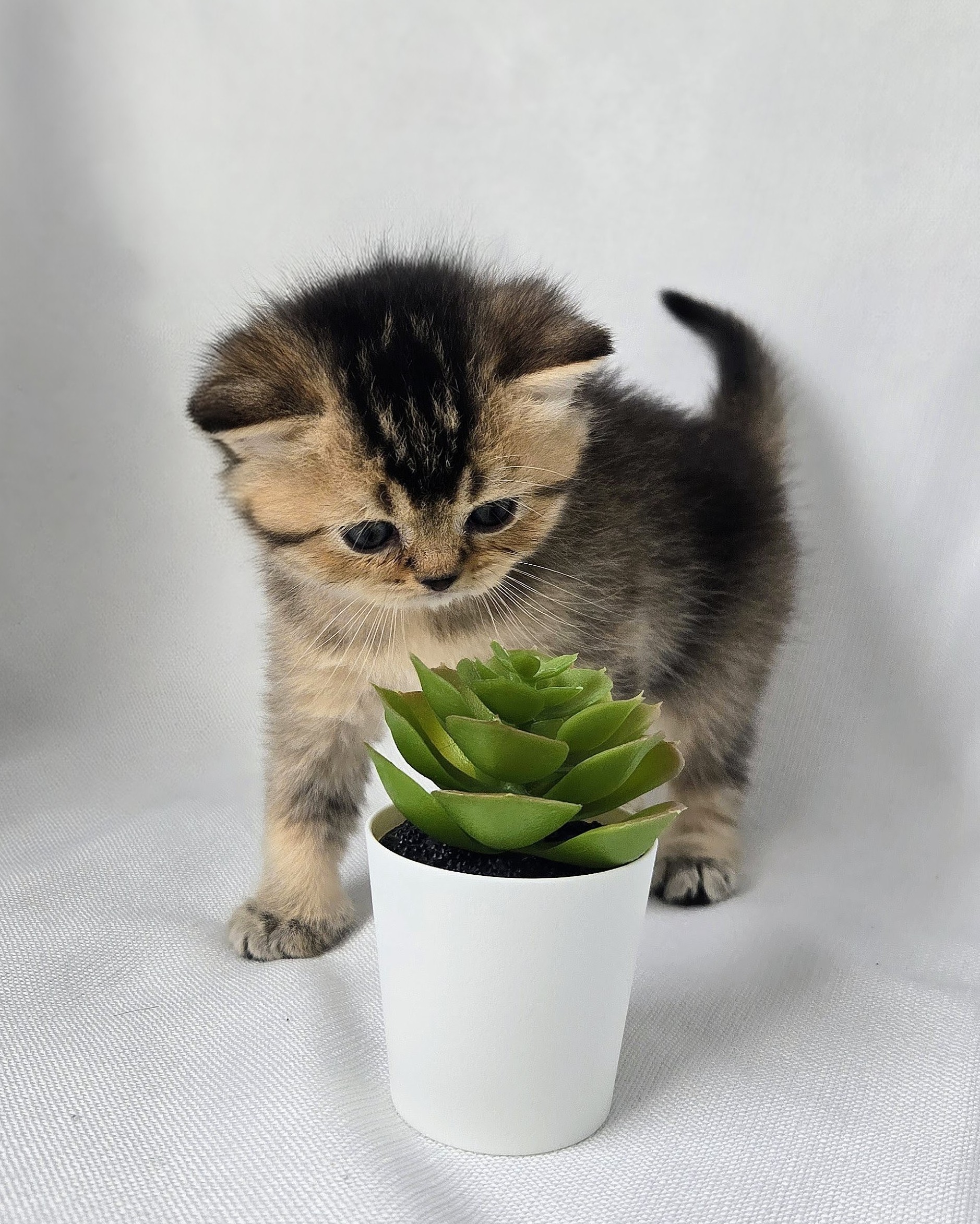 Scottish Straight femelle - Brown Golden shaded