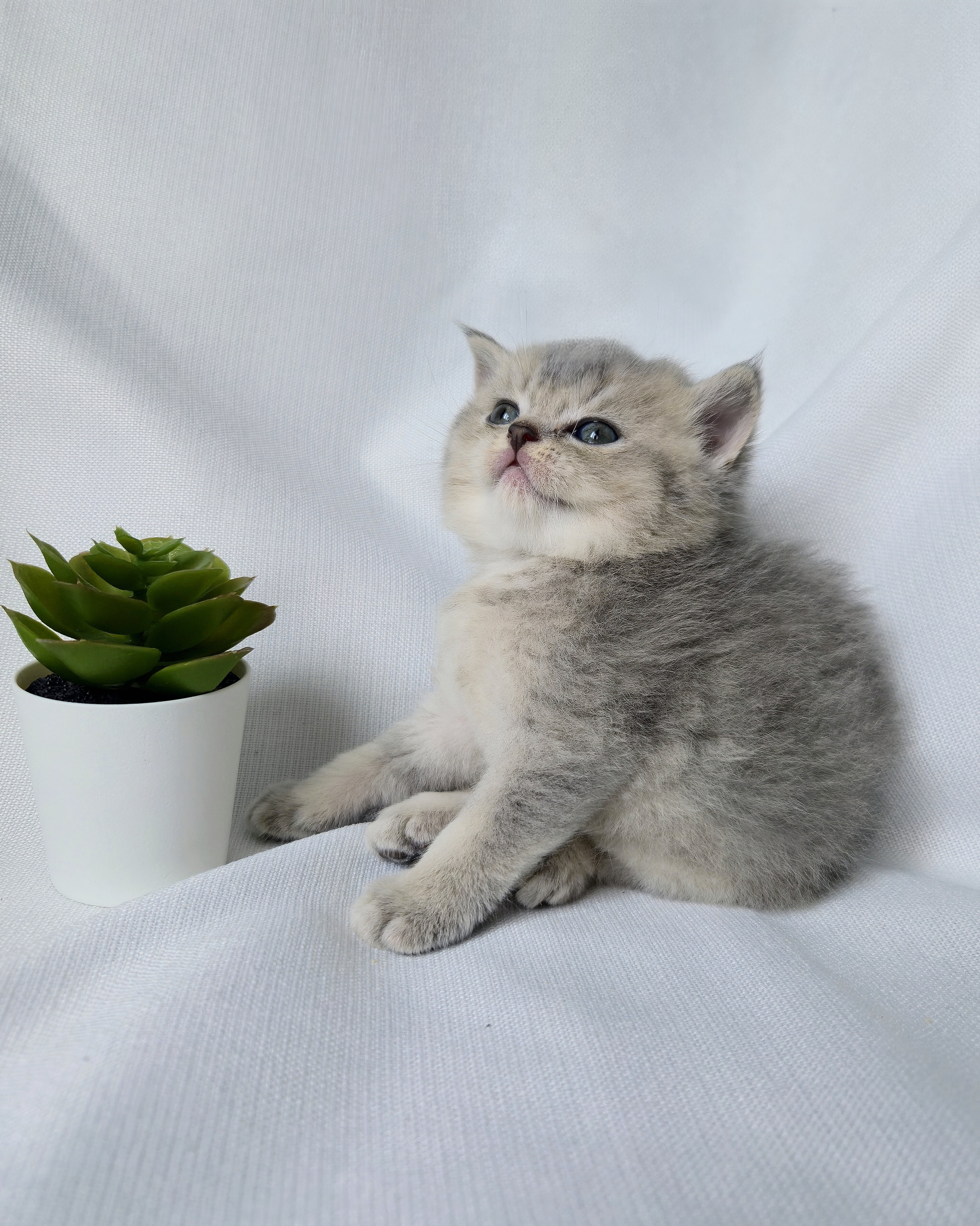 Scottish Straight femelle - Blue Cream