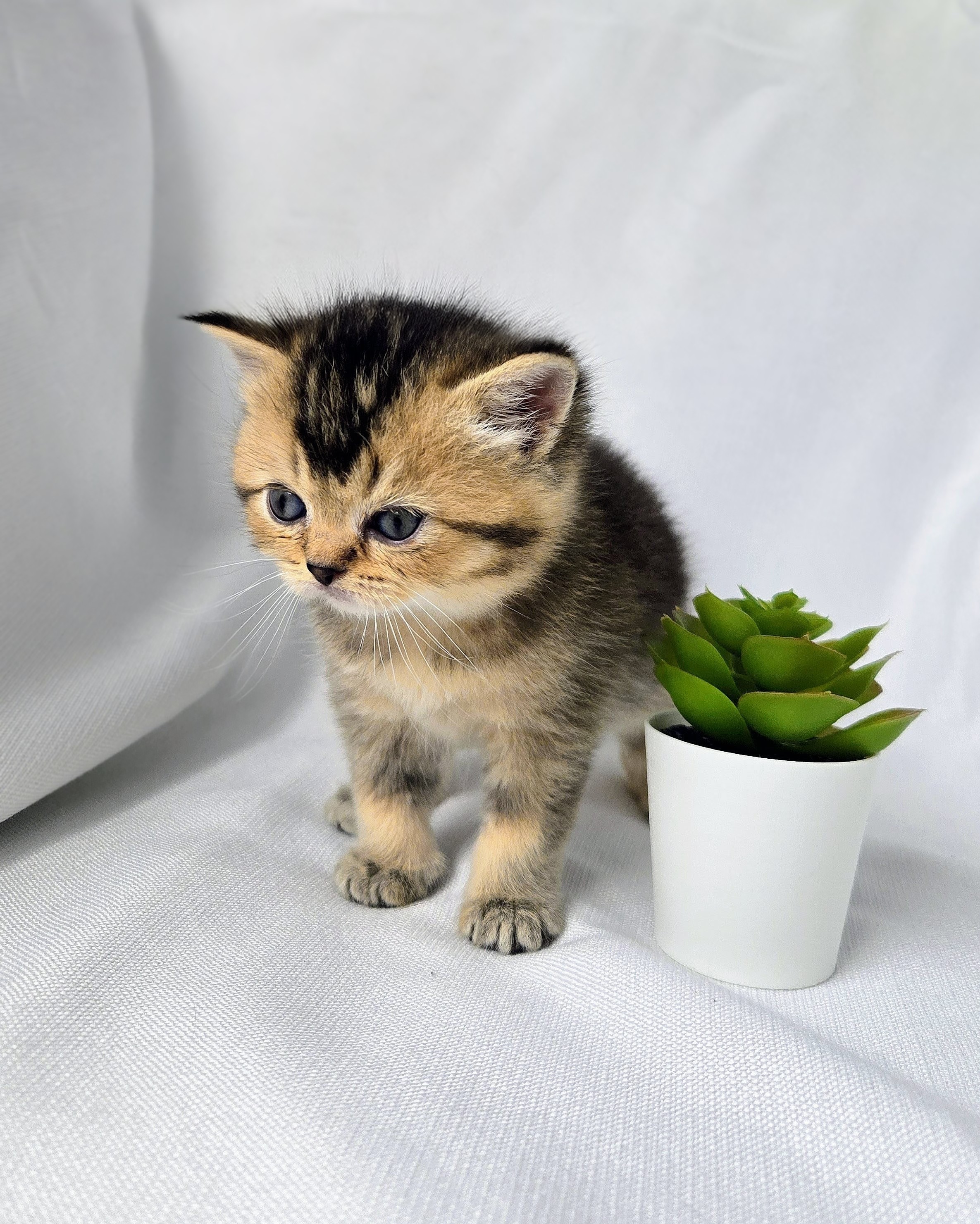 Scottish Straight femelle - Brown Golden shaded