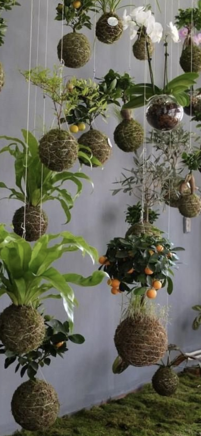 Atelier Kokedama 19h15 - 21h15