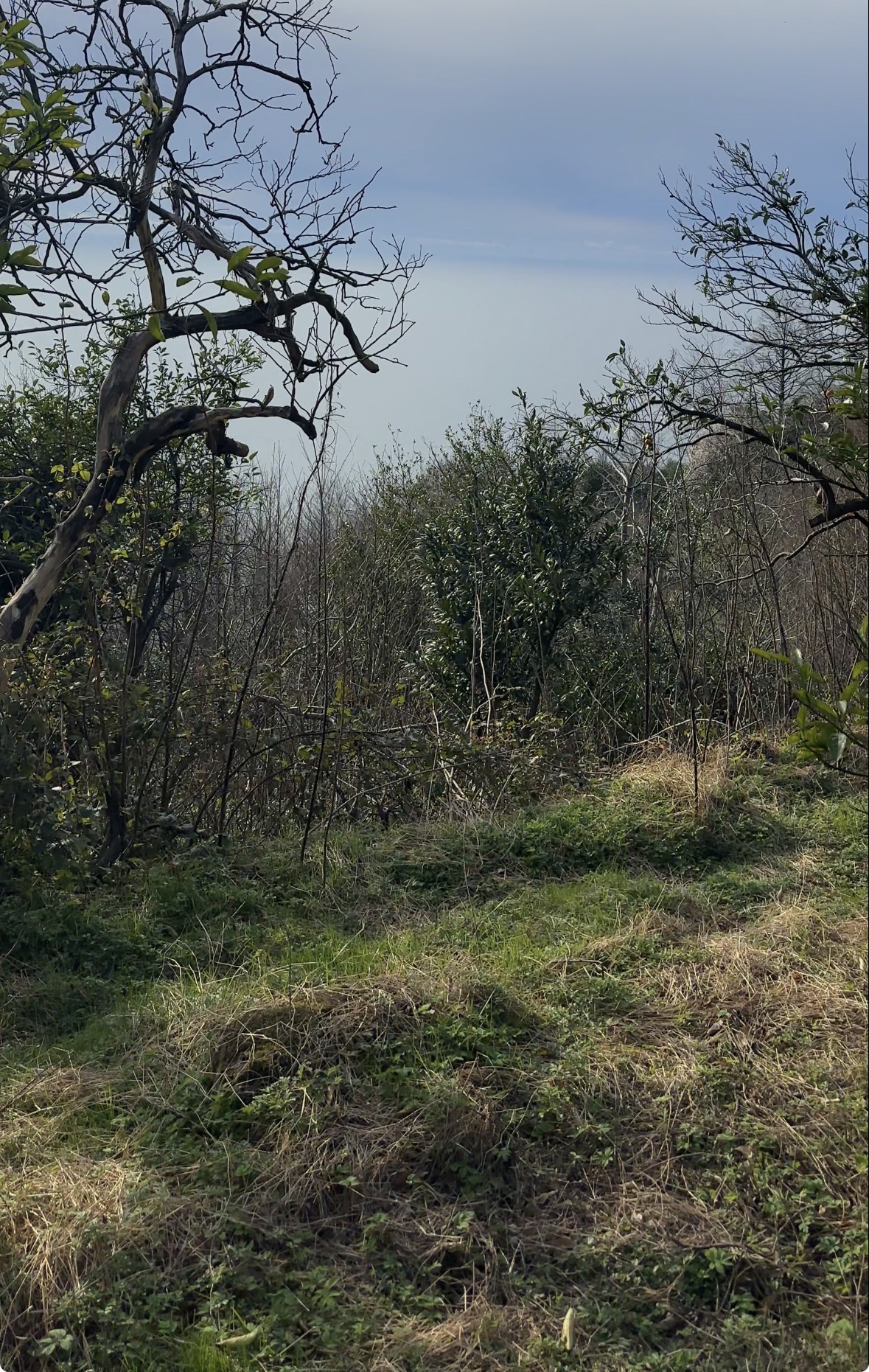 Investment Partnership Opportunity | A-Frame Cottage Project in Sarpi