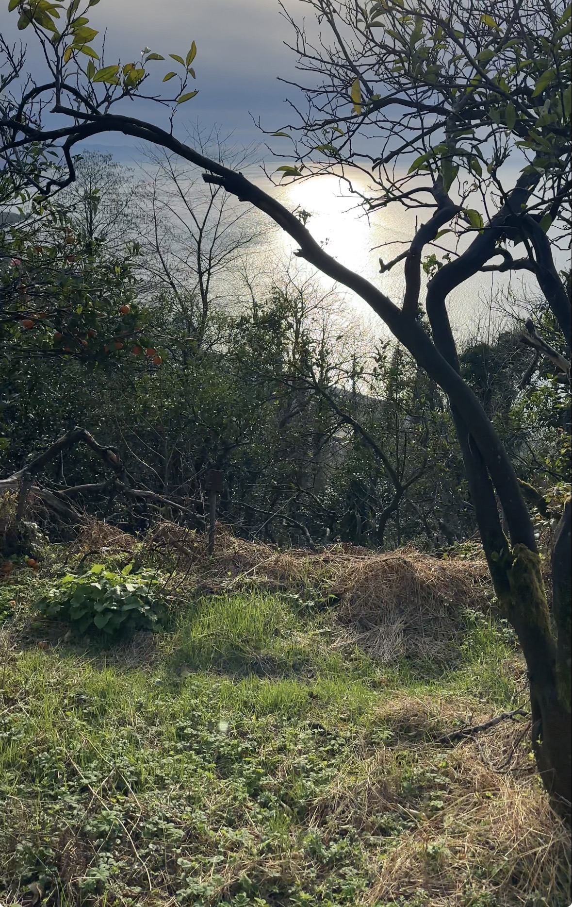 Investment Partnership Opportunity | A-Frame Cottage Project in Sarpi