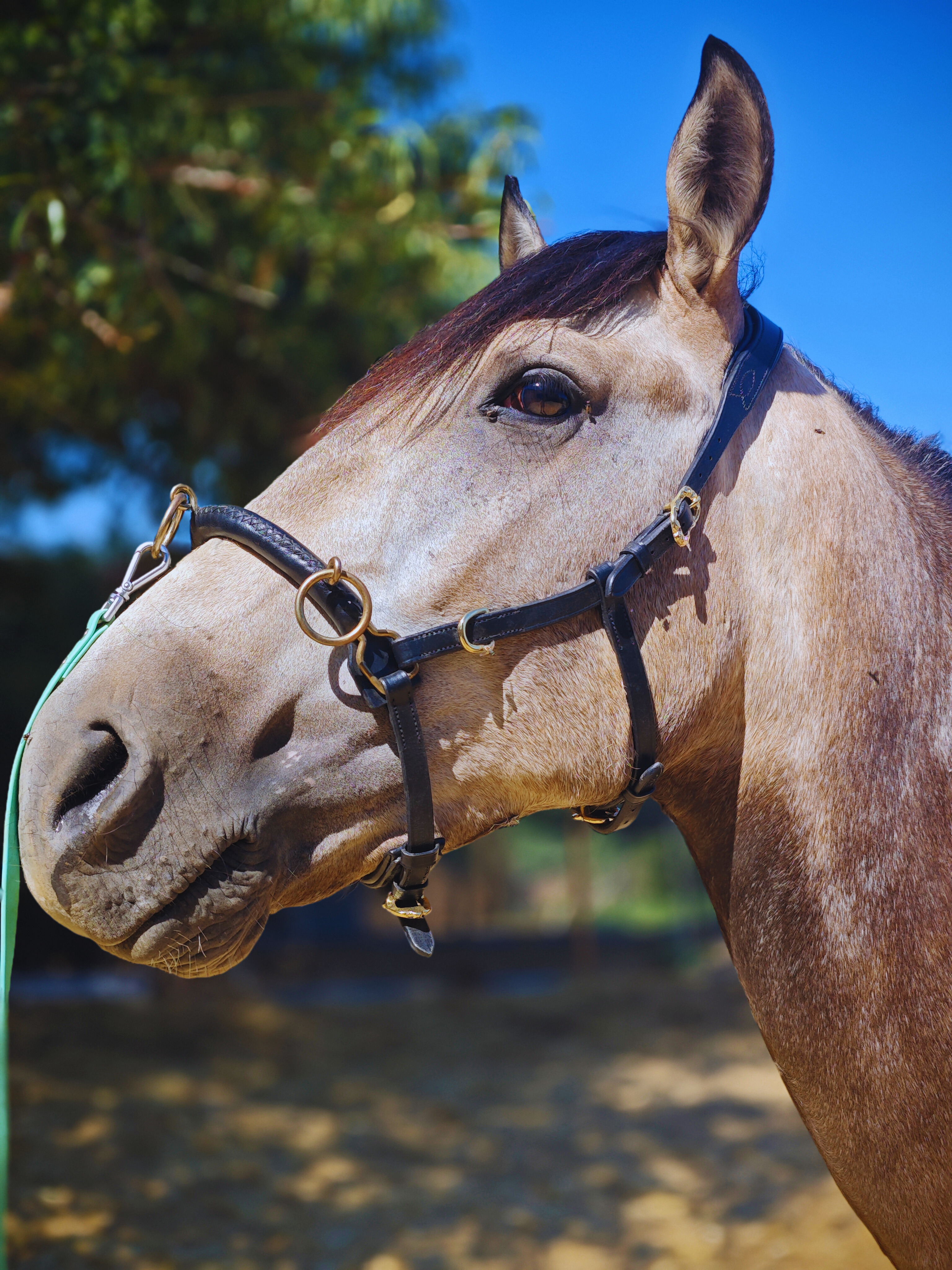 CABEZADA CAVESSON ANATÓMICO MULTIFUNCIONAL