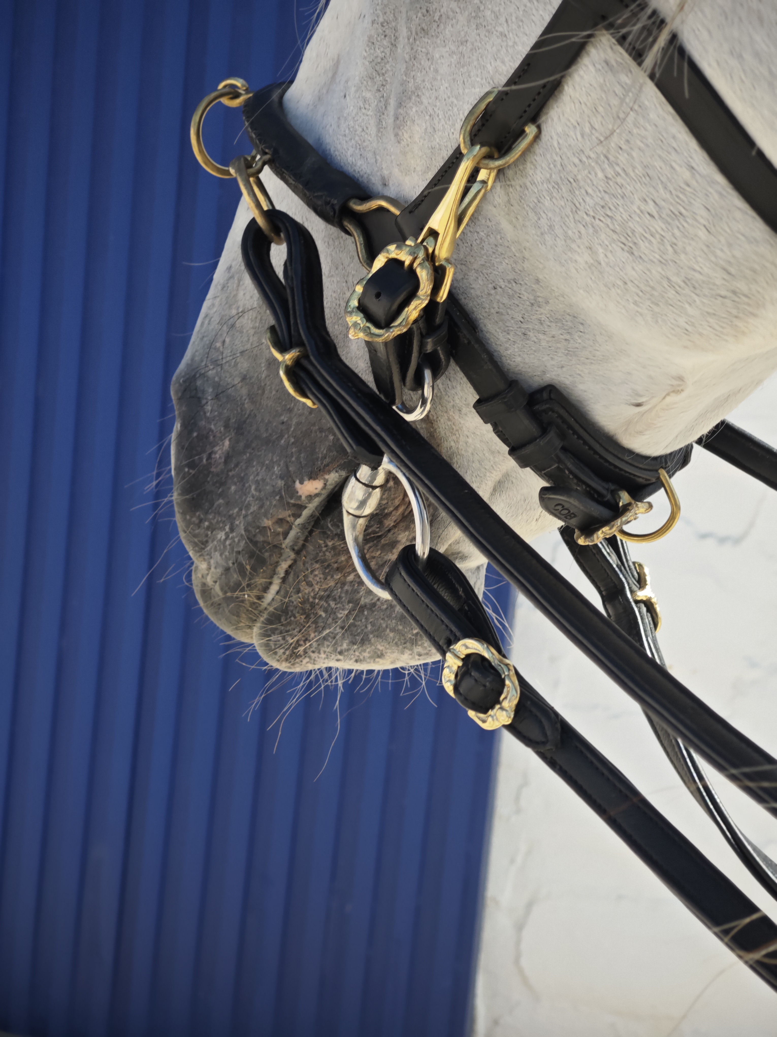 CABEZADA CAVESSON ANATÓMICO MULTIFUNCIONAL