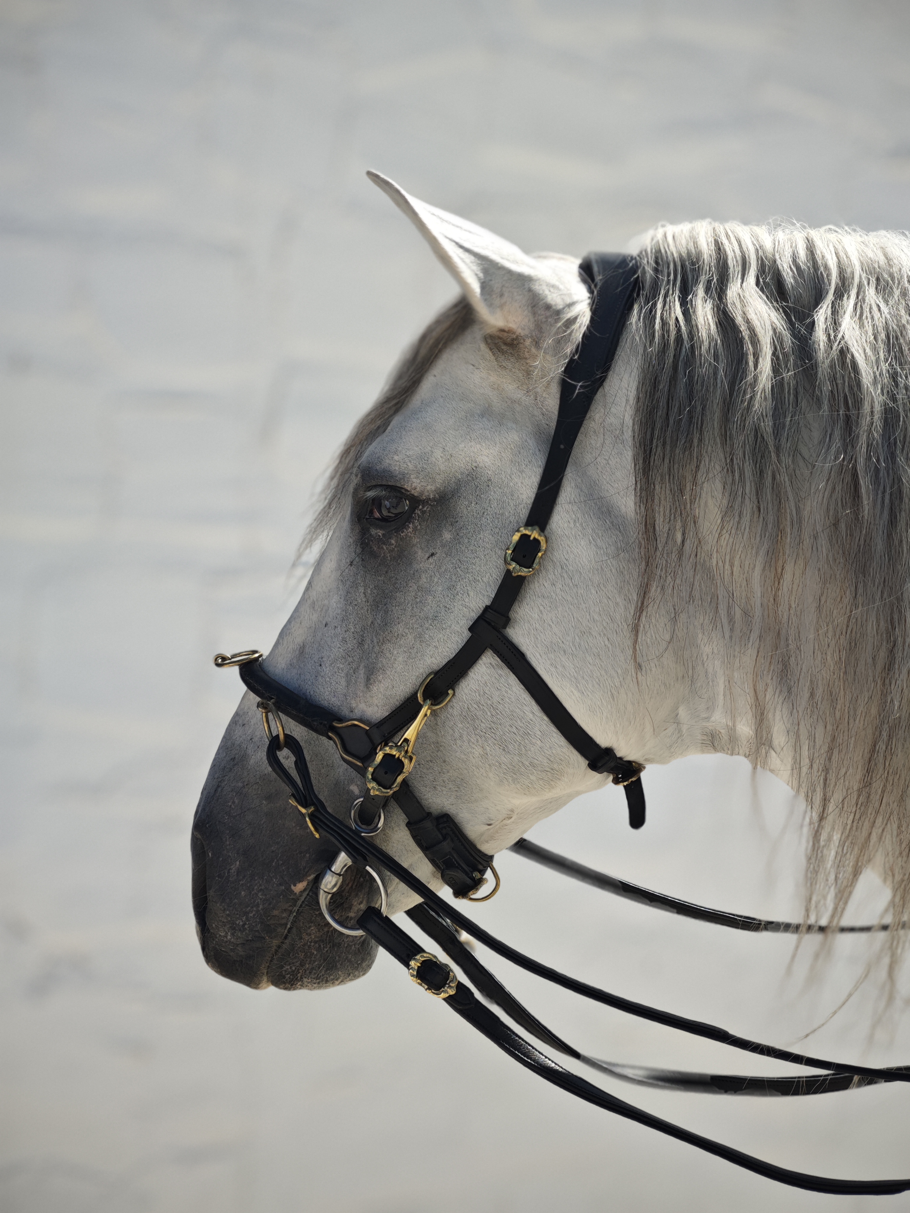 CABEZADA CAVESSON ANATÓMICO MULTIFUNCIONAL