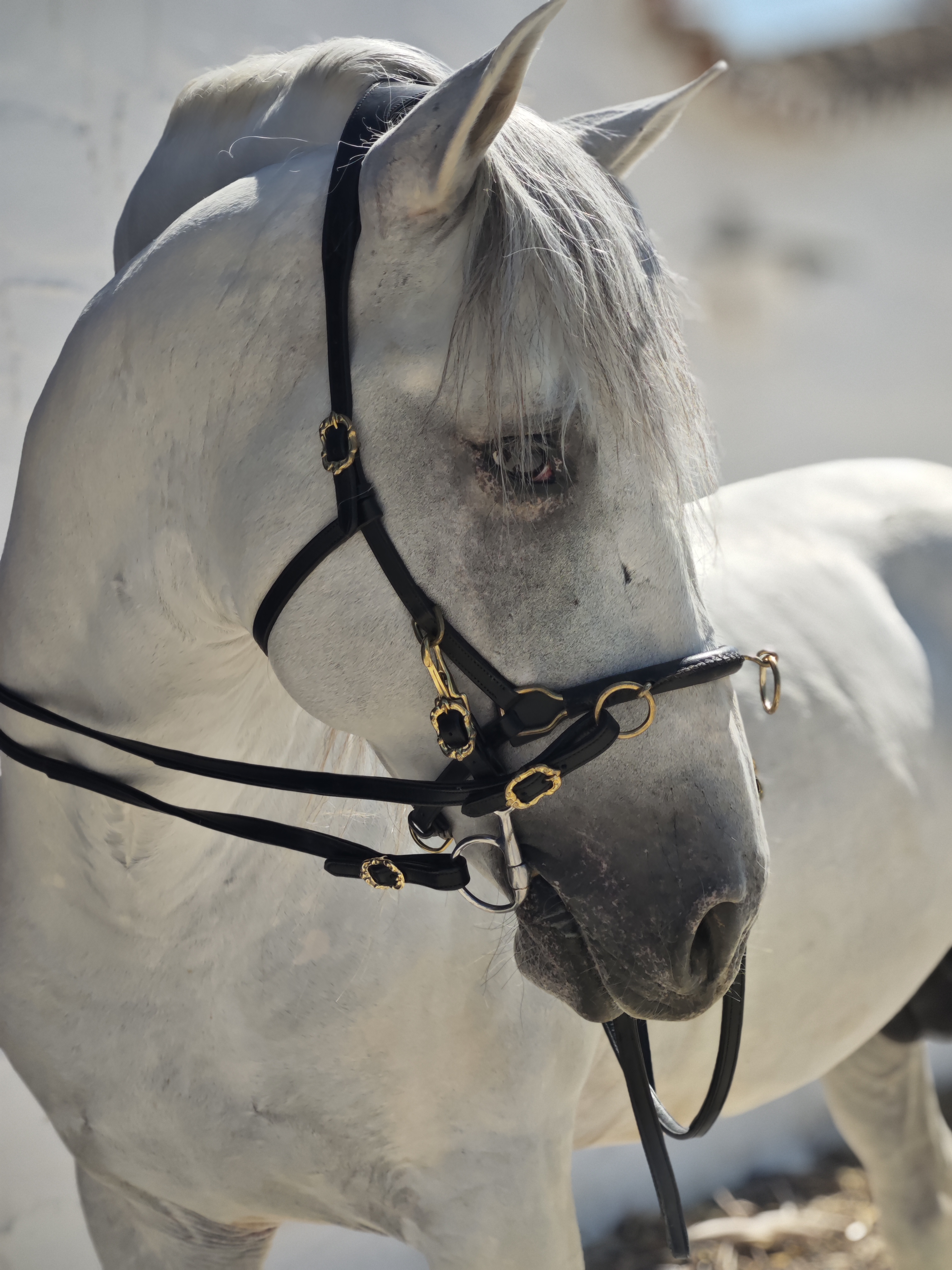 CABEZADA CAVESSON ANATÓMICO MULTIFUNCIONAL