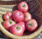 Alte Russische Tomate, 20 Samen
