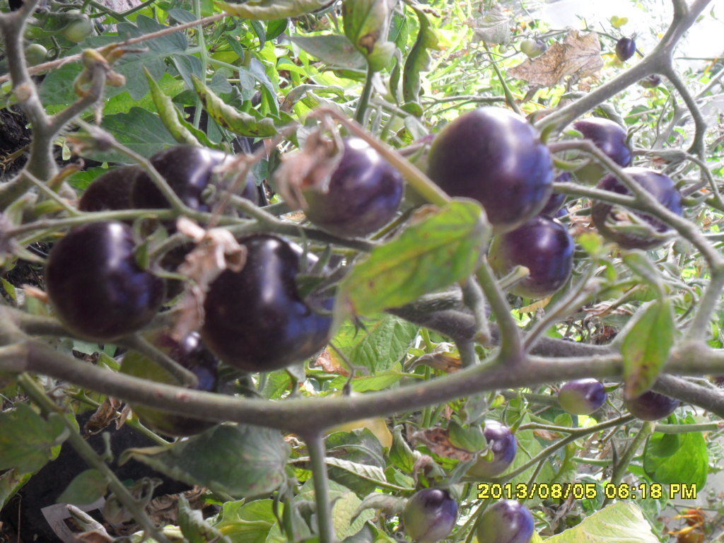 Indigo Rose, Schwarze Tomaten, 20 Samen