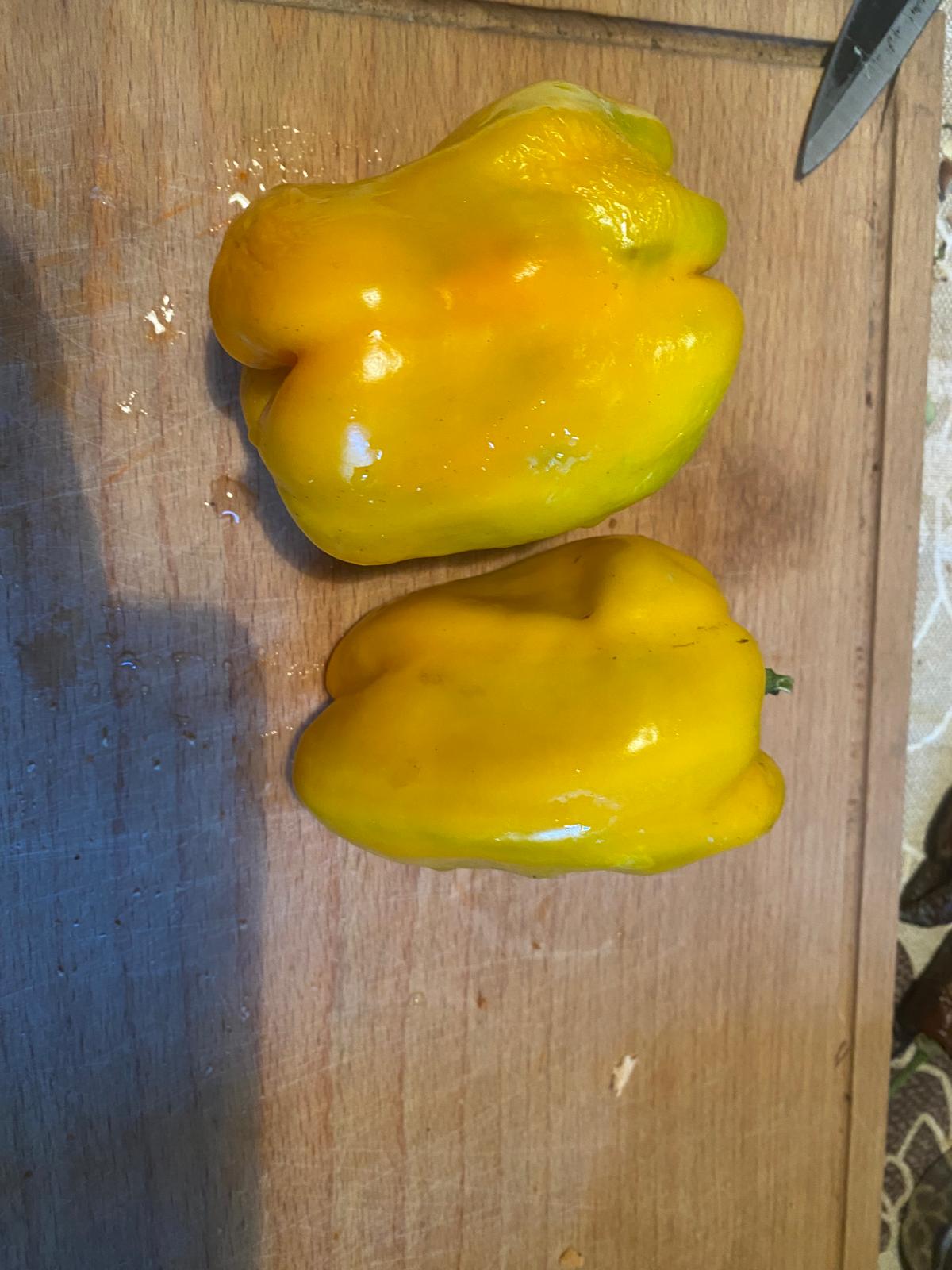 Gelbe Kalifornia süsse Paprika, 20 Samen