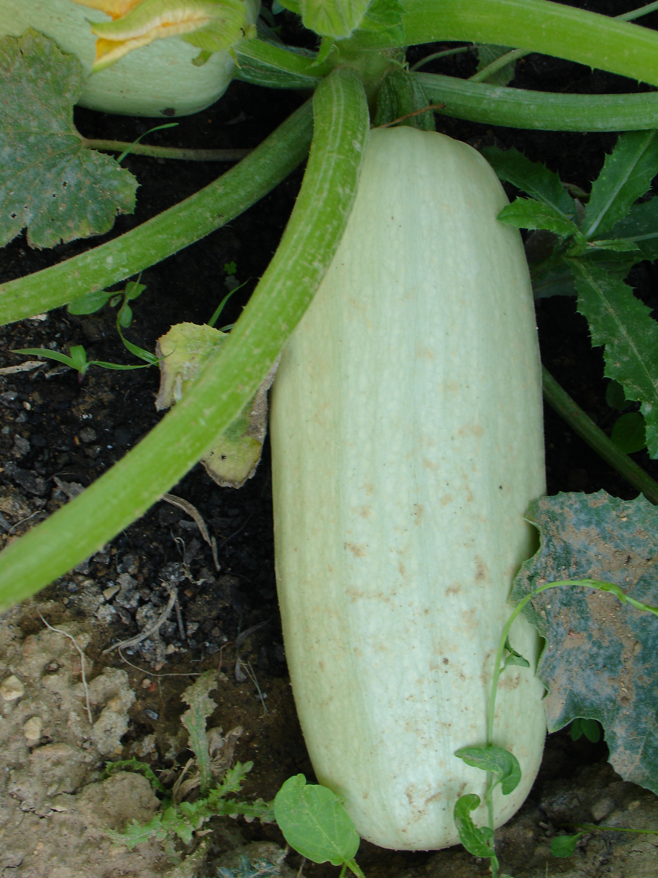 weisser Fleischkürbis, 5 Samen