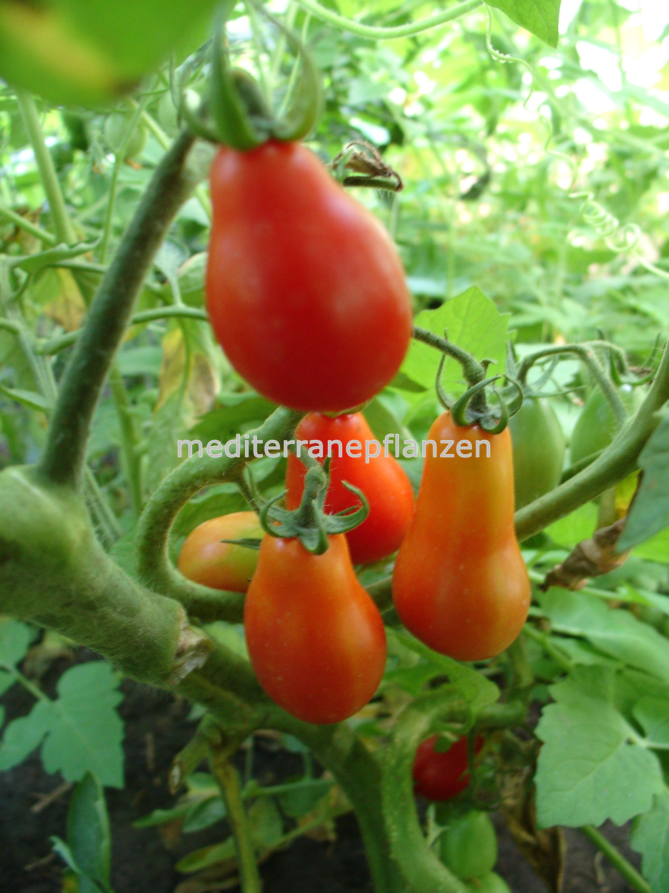 Rotes Birnchen Tomate, 20 Samen