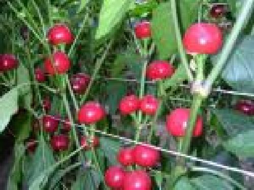 scharfe rote Kirschpaprika, 20 Samen