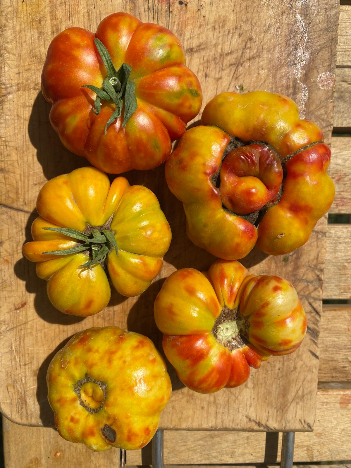 weisse Reisetomate, 20 Samen