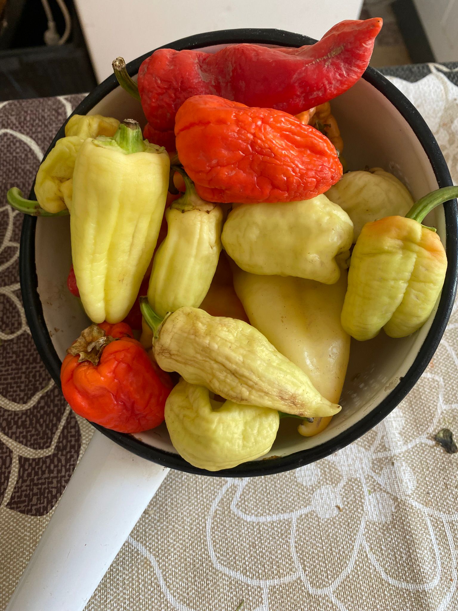 traditionelle süsse Lecso Paprika, 20 Samen