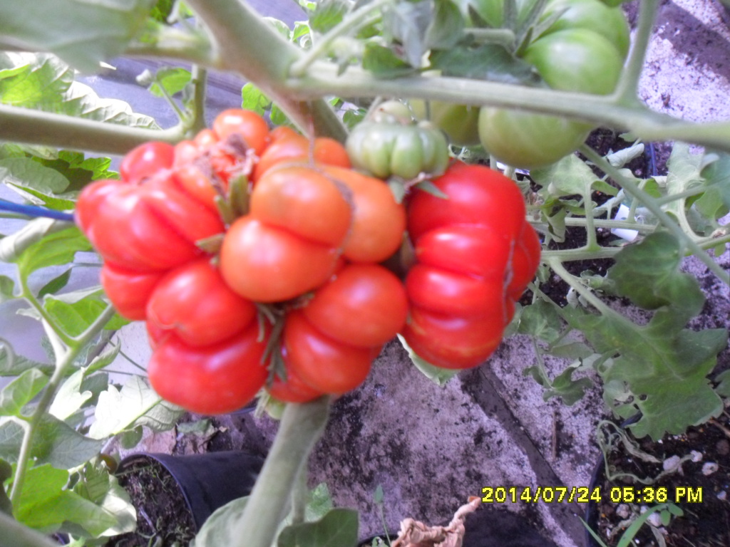 rote Reisetomate, 20 Samen