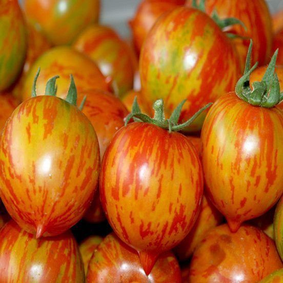 Weinberg Rot Tomate, 20 Samen