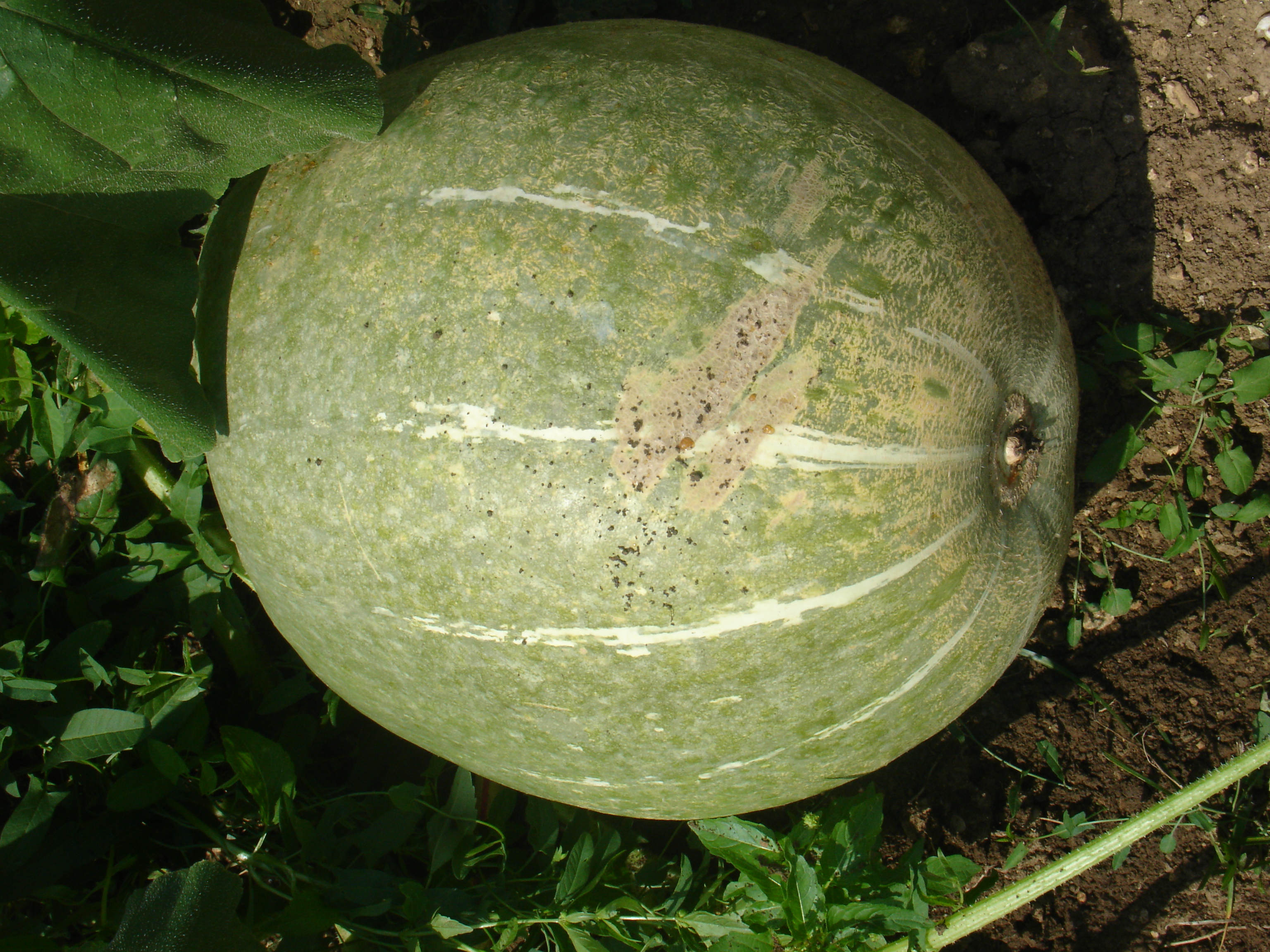 großer grüner Kürbis, 5 Samen