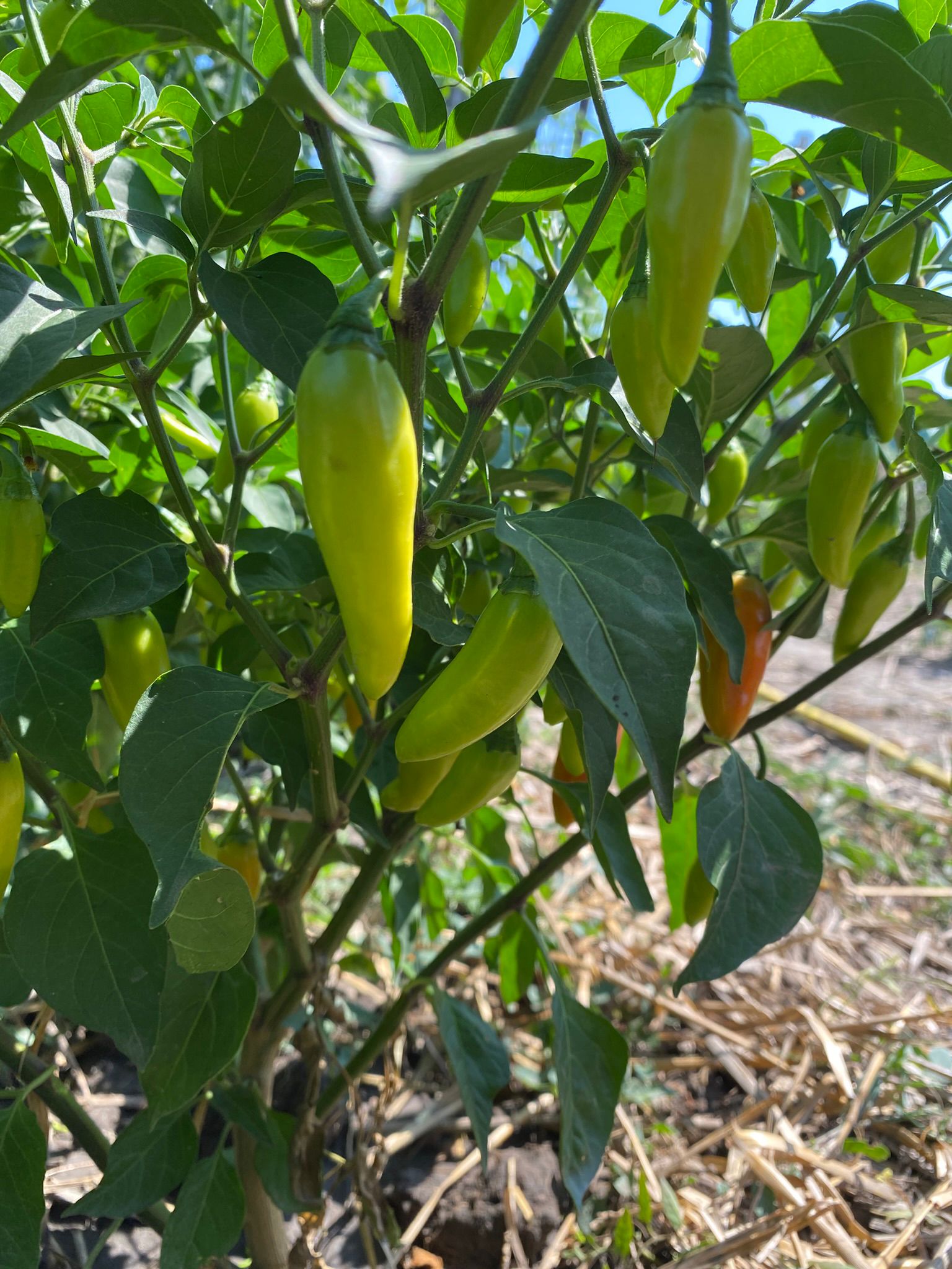 längliche gelbe süsse Paprika, 20 Samen