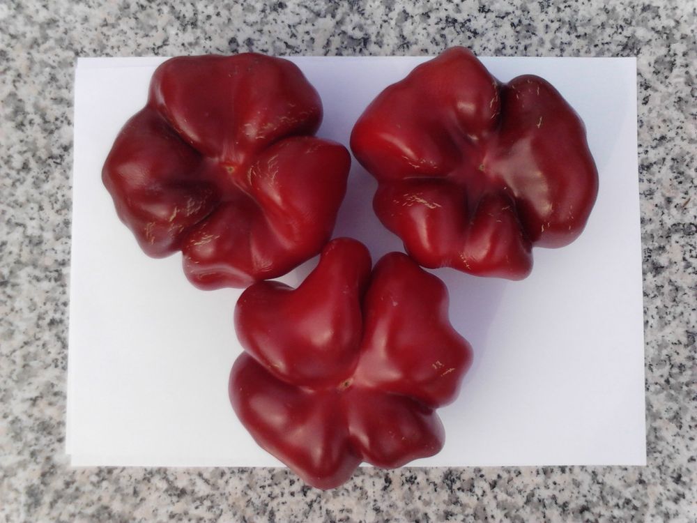 Super Greygo, süsse Paprika, 20 Samen