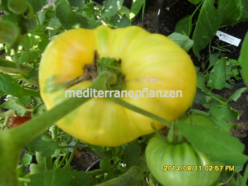 grosse weisse Fleischtomate, 20 Samen