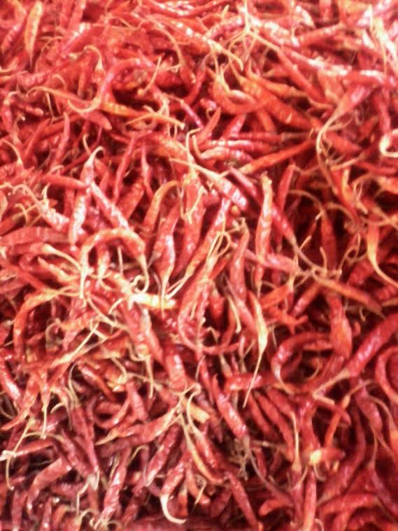 rote scharfe Gewürzpaprika, 20 Samen