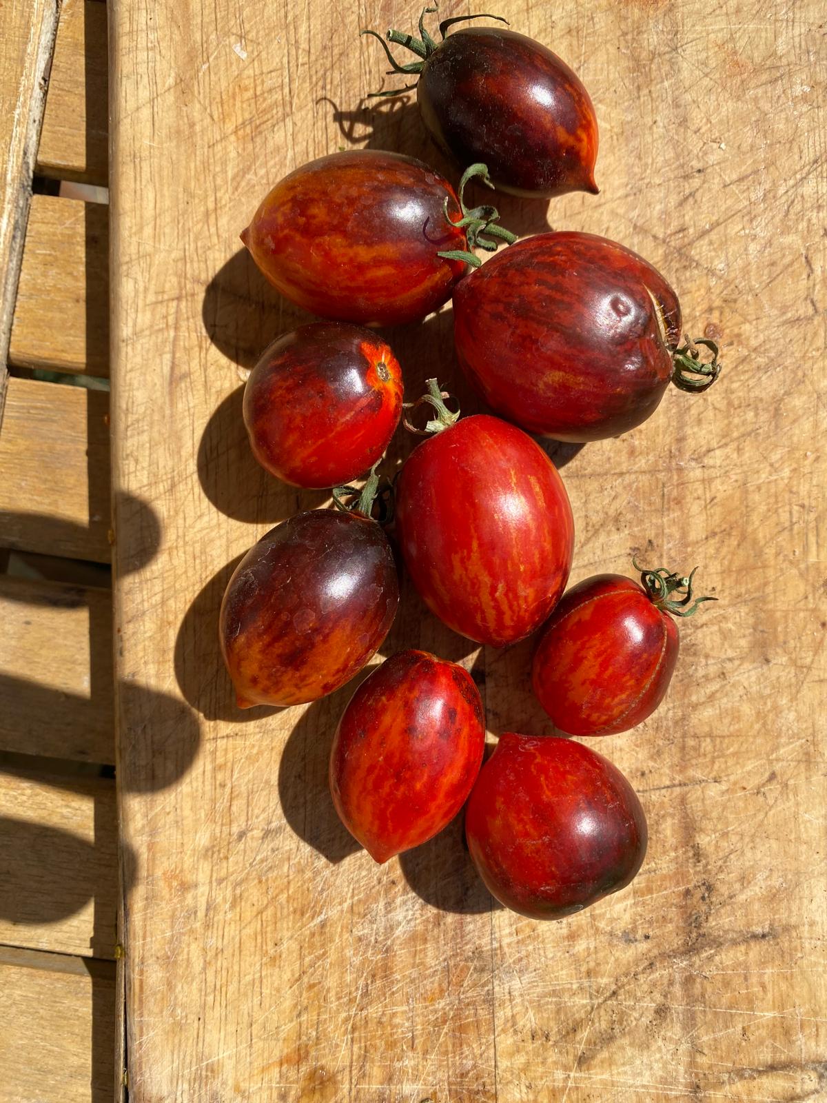 längliche ovale Indigo Rose, 20 Samen