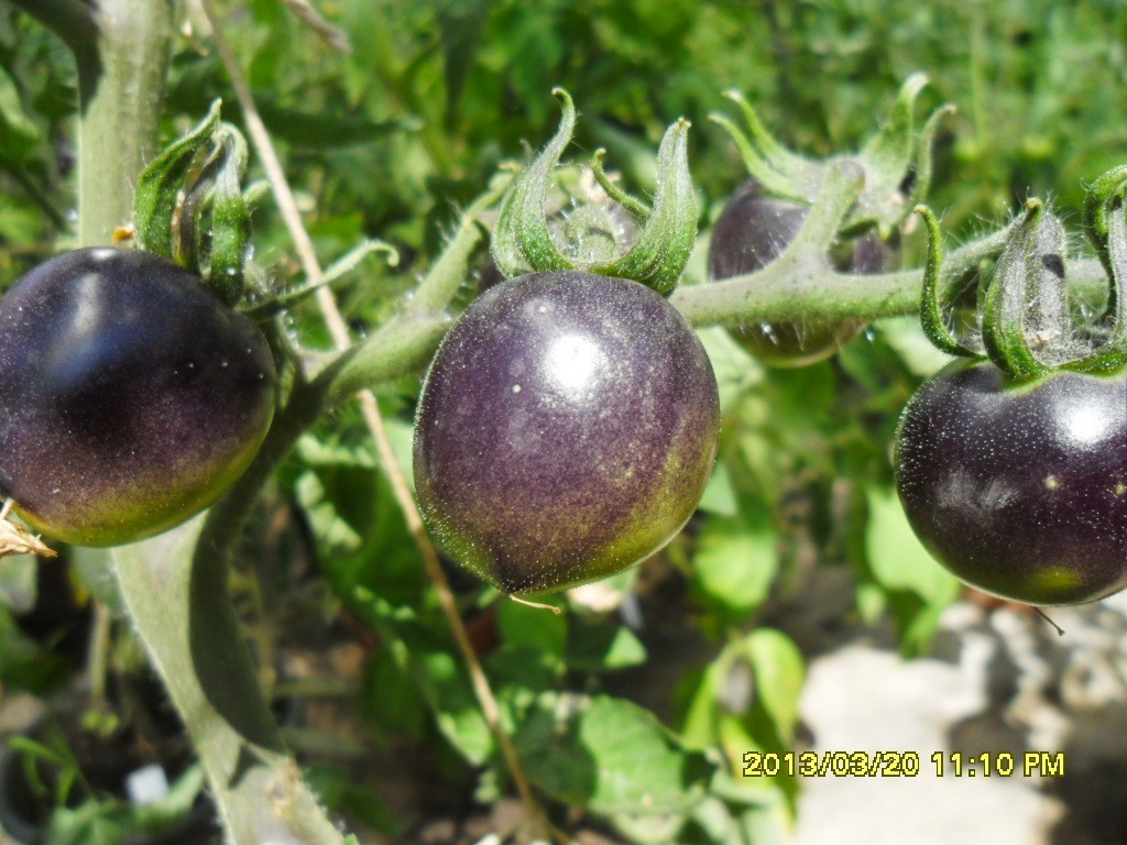 Indigo Rose, Schwarze Tomaten, 20 Samen