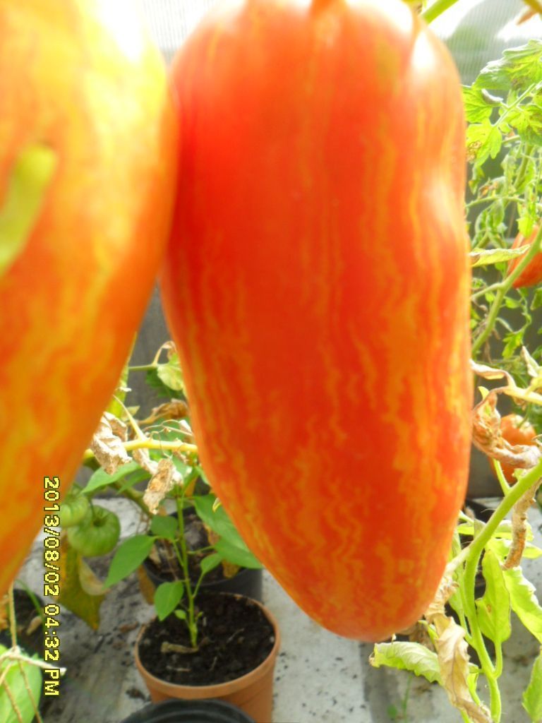 Speckled Roman, Sossentomate, 20 Samen